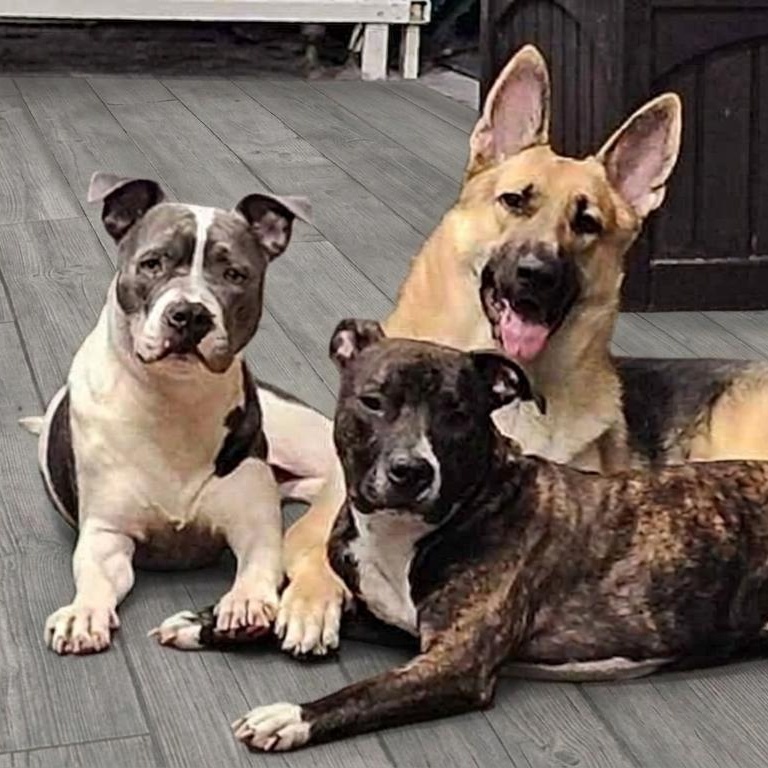 Caring Animal Rescue INC photo 1