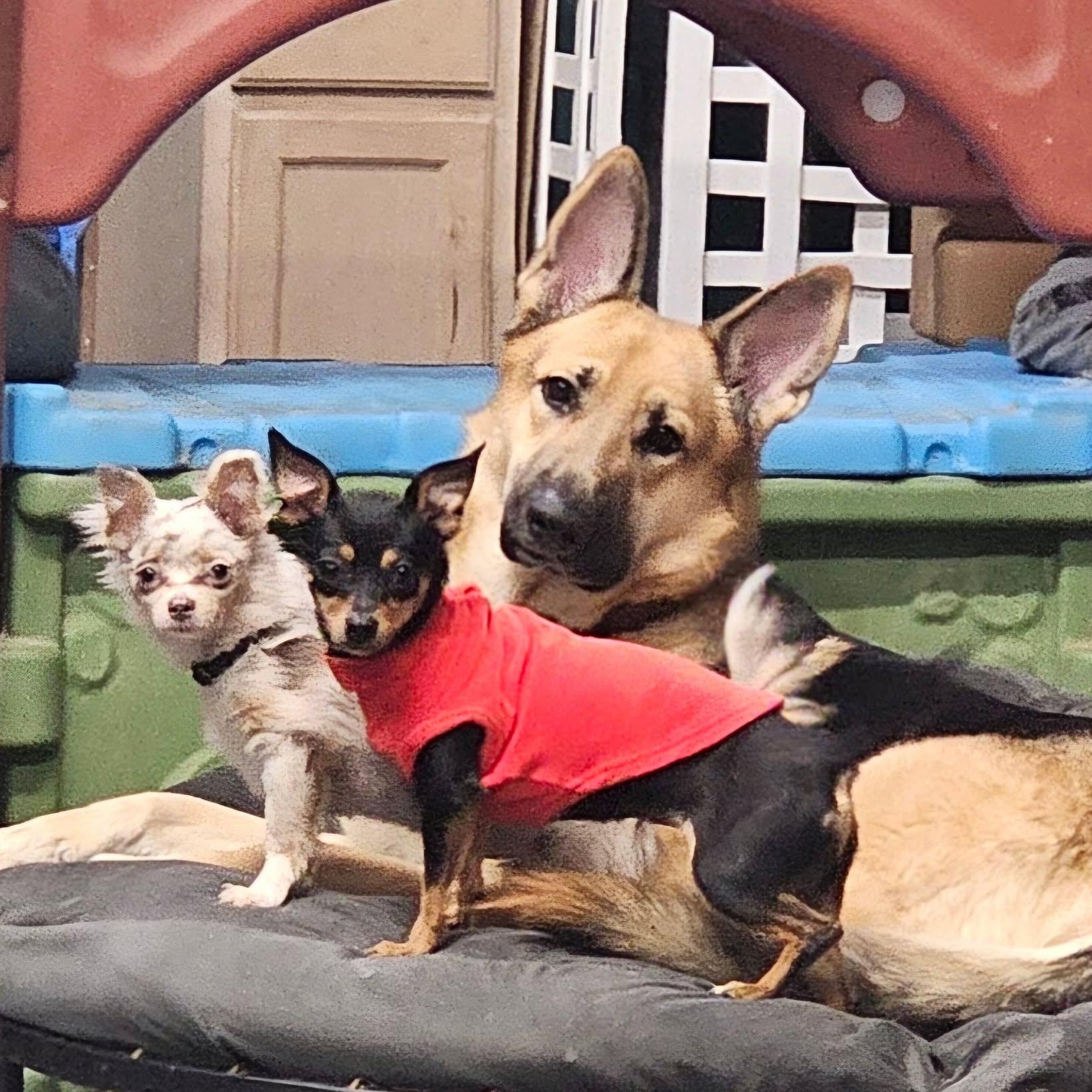 Caring Animal Rescue INC photo 4