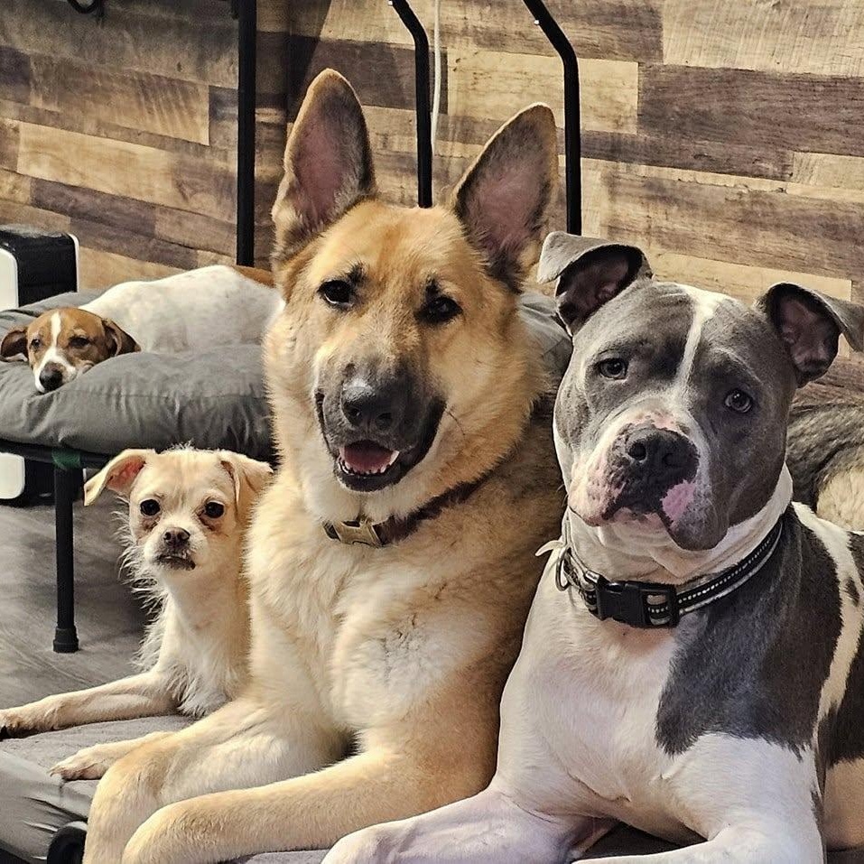 Caring Animal Rescue INC photo 5