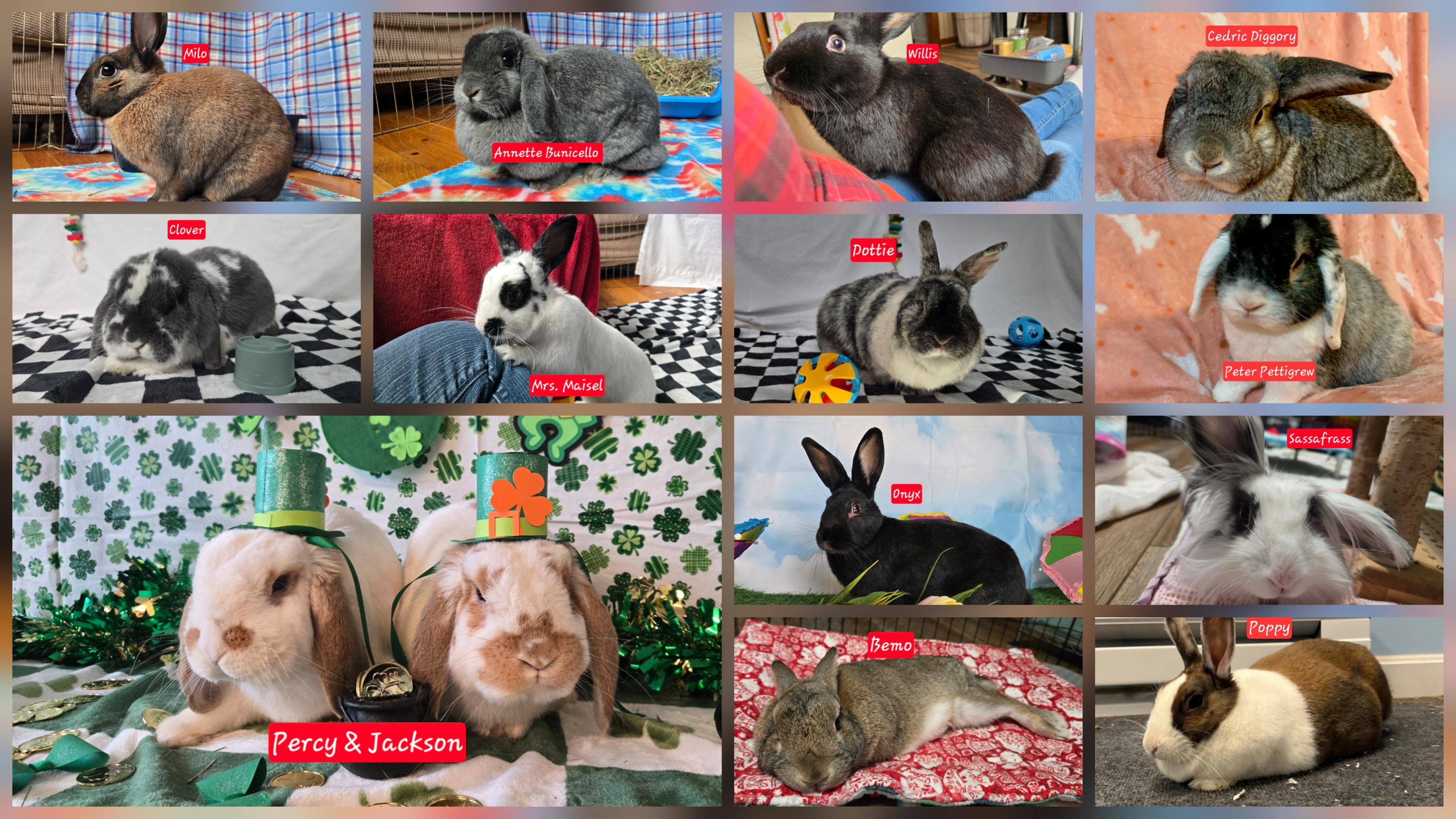 Rebel Rabbit Rehoming, Inc.