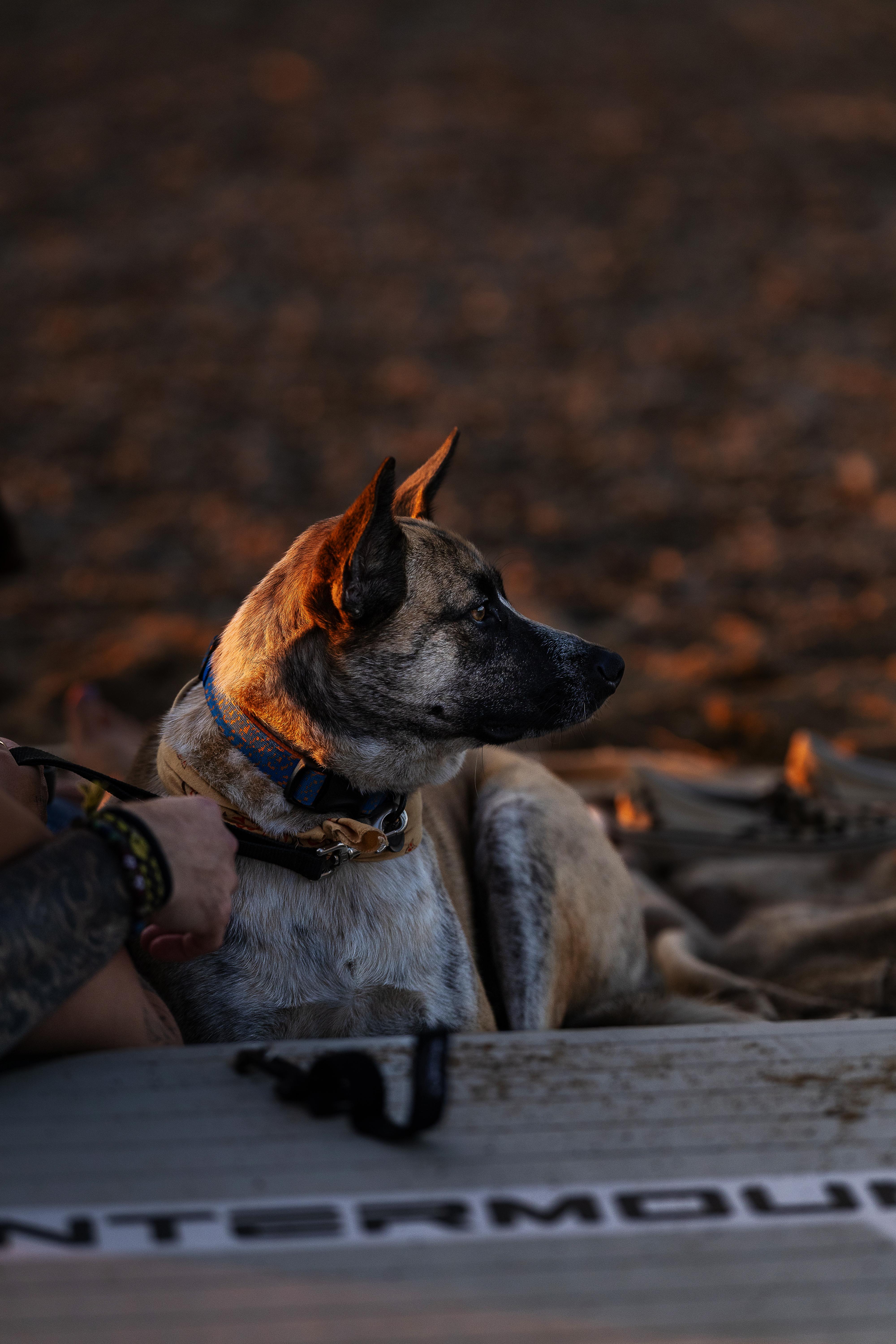 Eddy's Nomads Dog Rescue photo 2