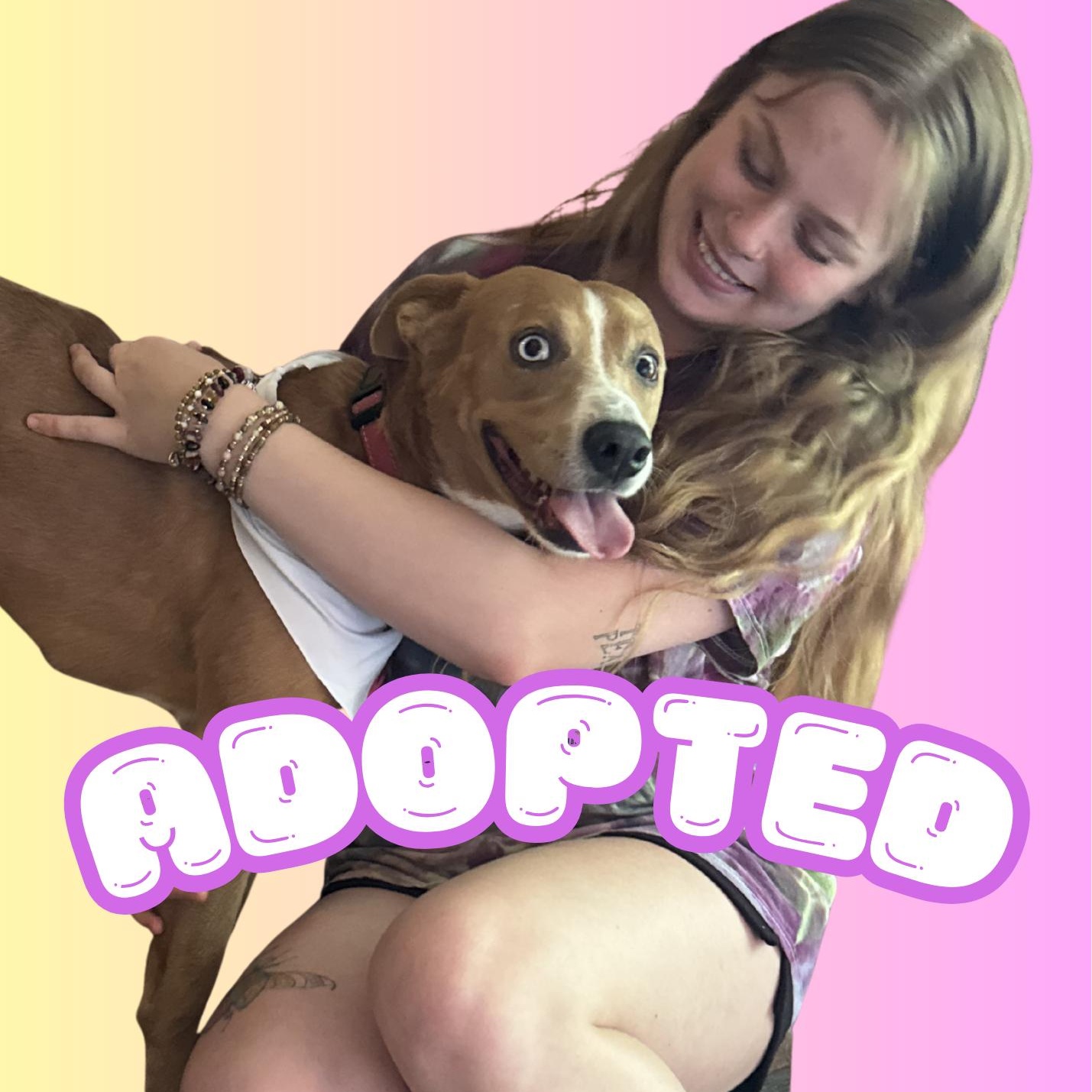 Dagger's Refuge Rescue photo 4