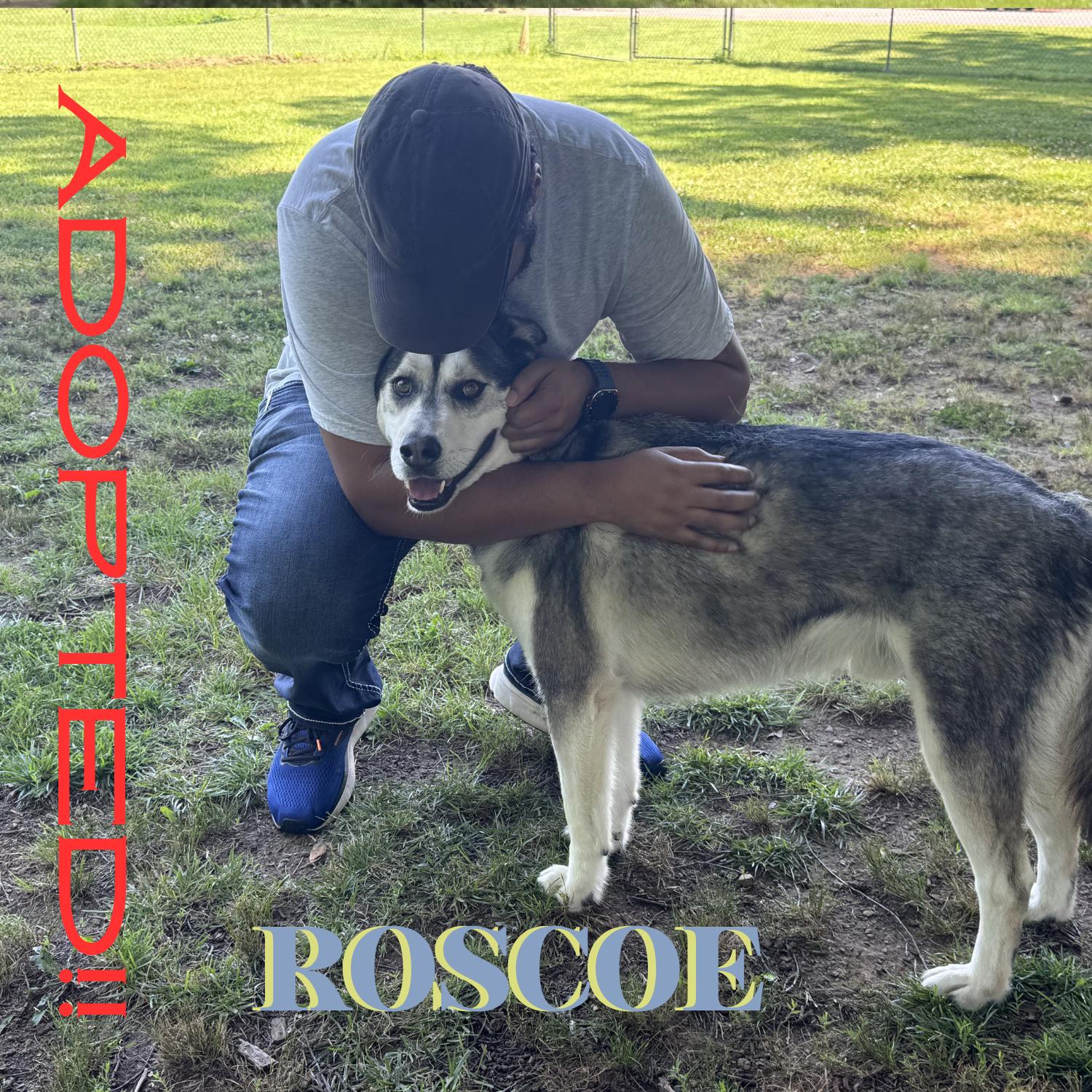 Dagger's Refuge Rescue photo 3