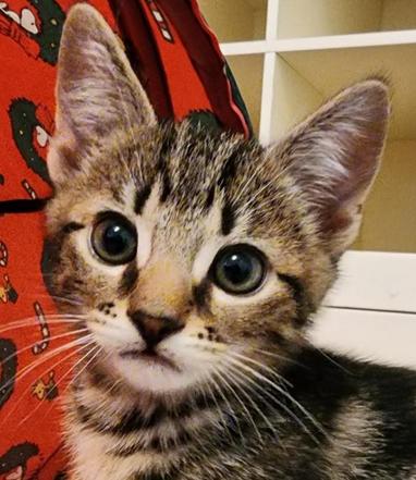 SOS Lost Pet Rescue NW photo 1