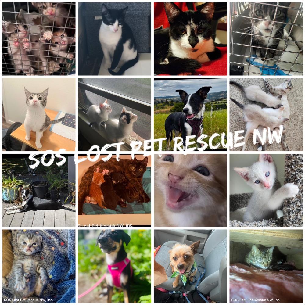 SOS Lost Pet Rescue NW photo 2