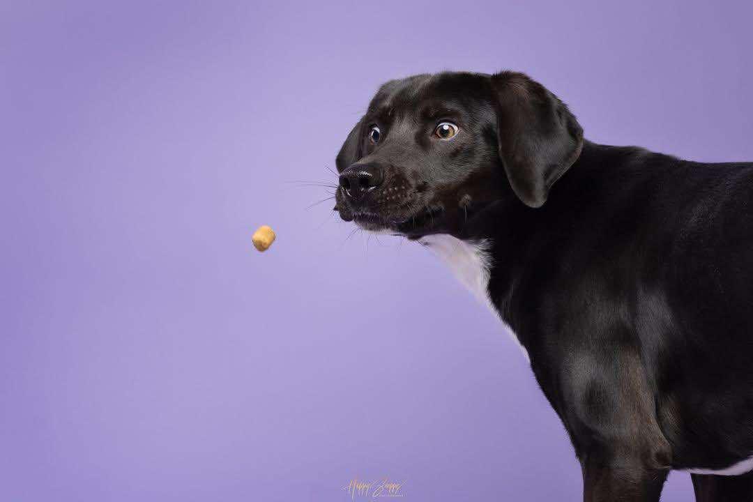 Leitchfield Animal Shelter