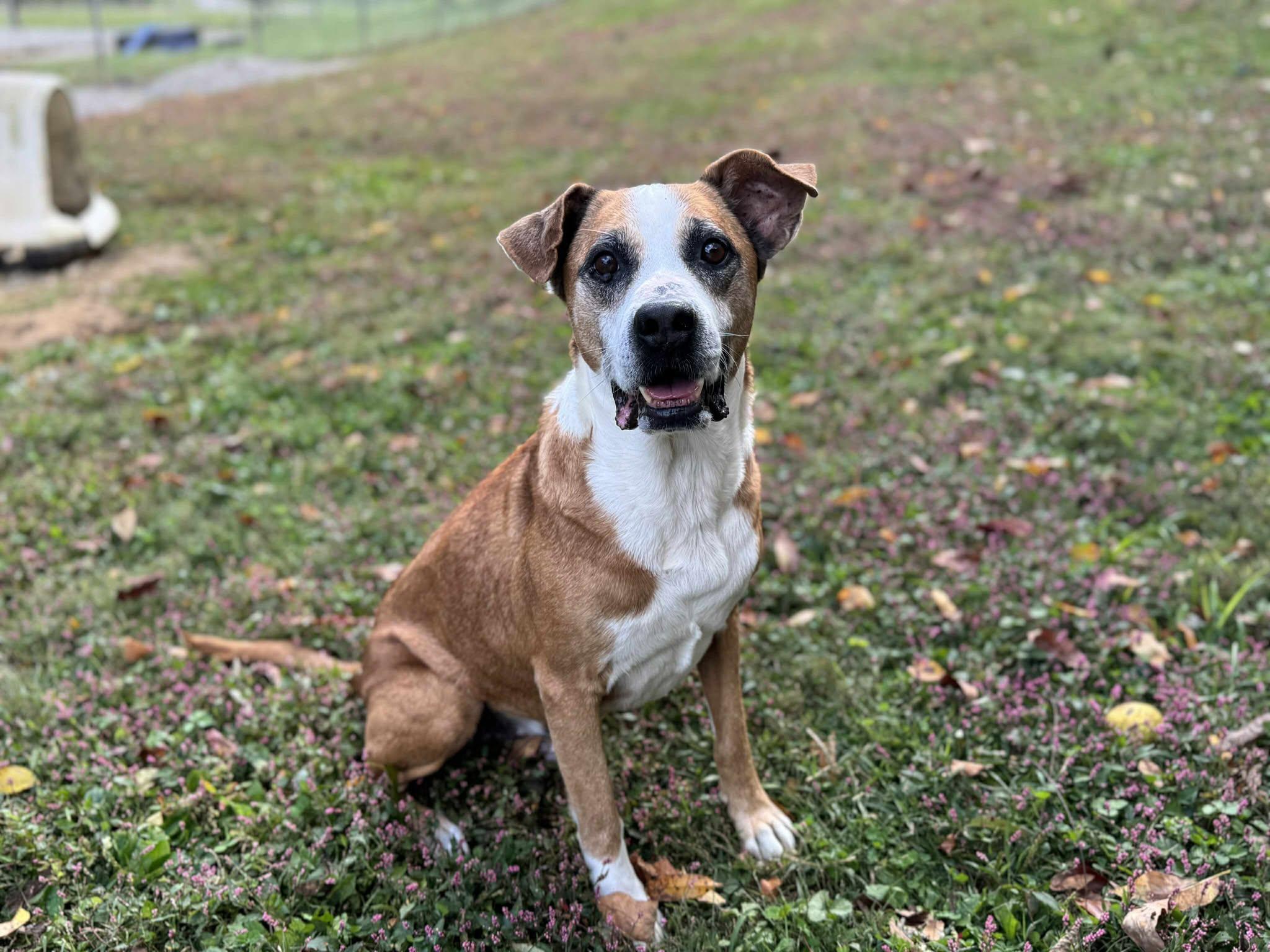 Leitchfield Animal Shelter