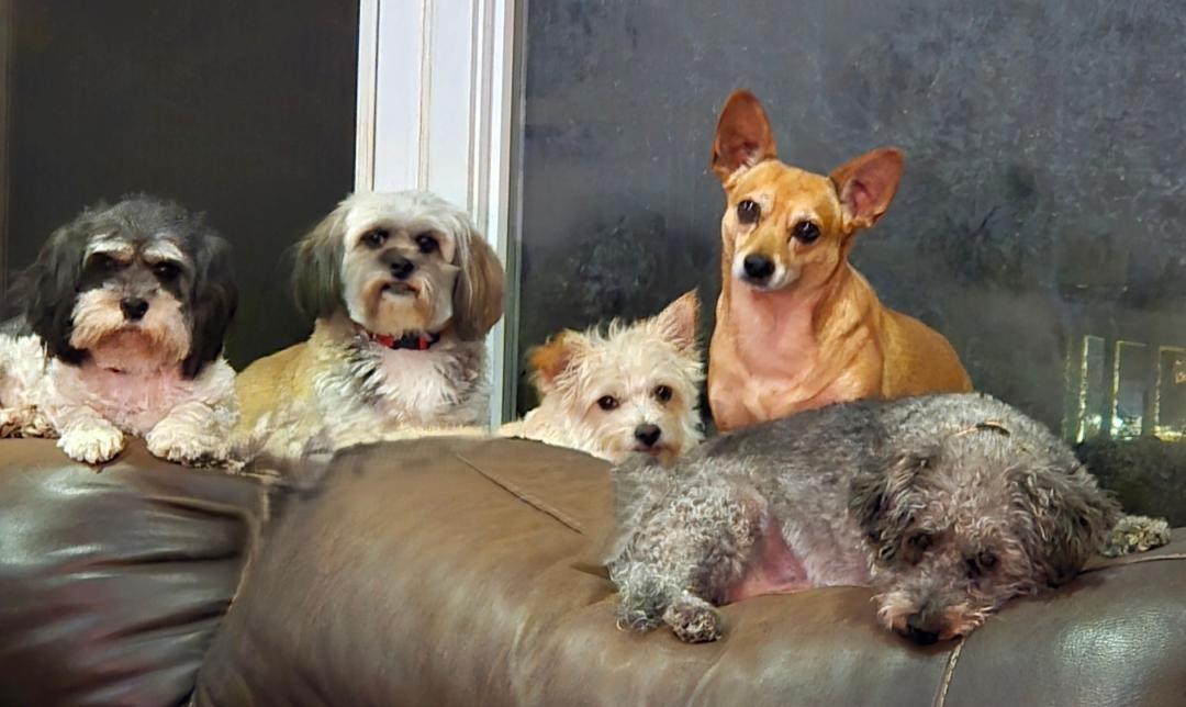 Rainbow Rescue, Inc.