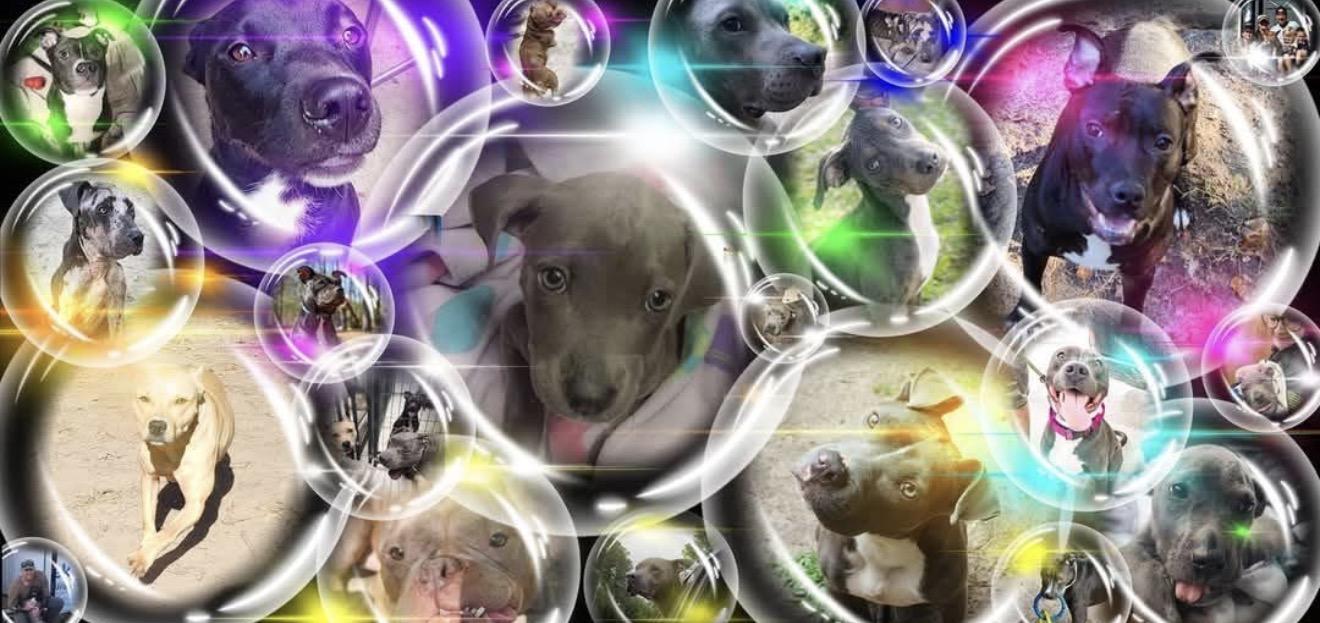 Because of Bubbles Rescue