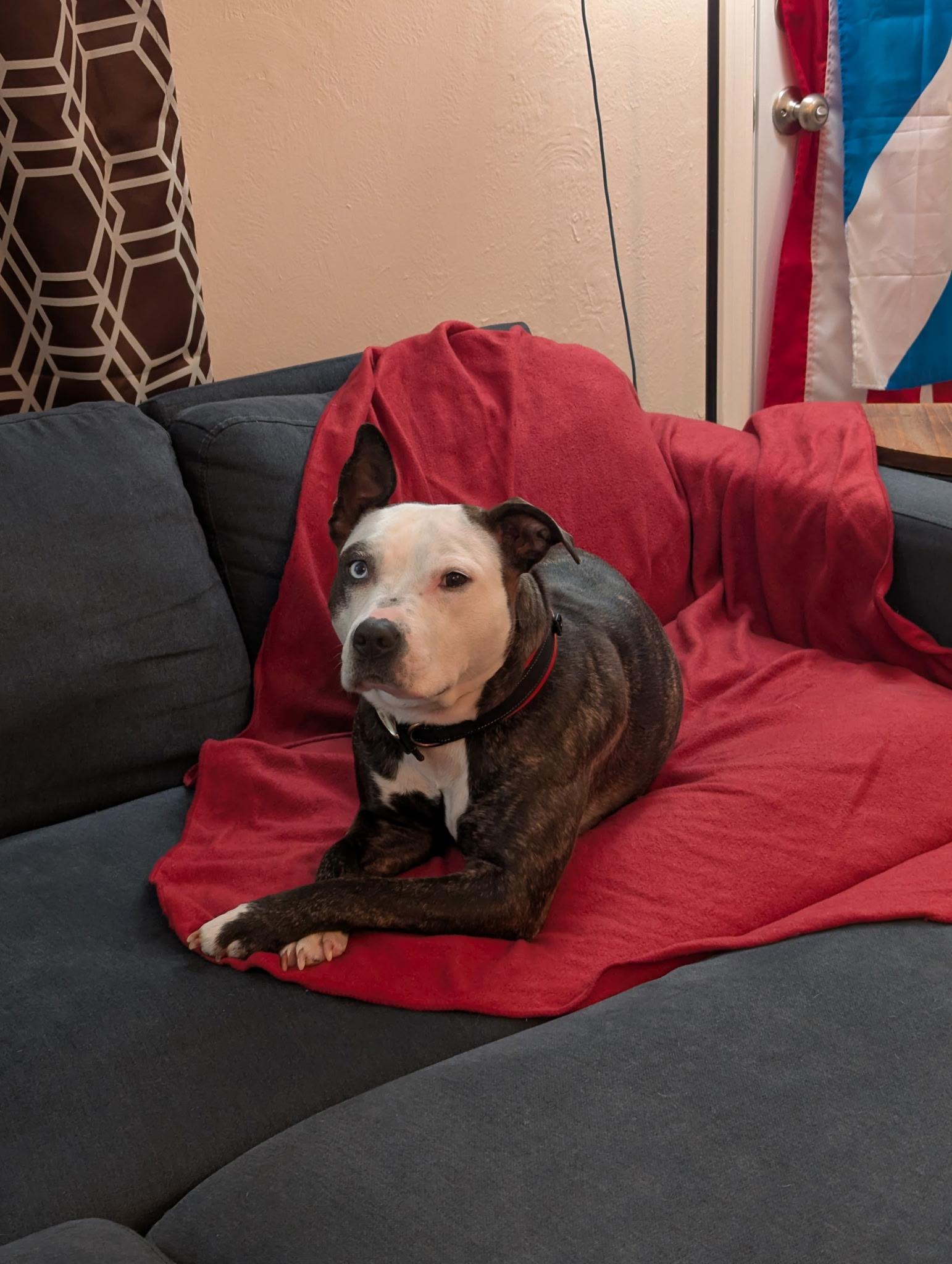 Atlas and Anakin Fur-ever Dog Rescue