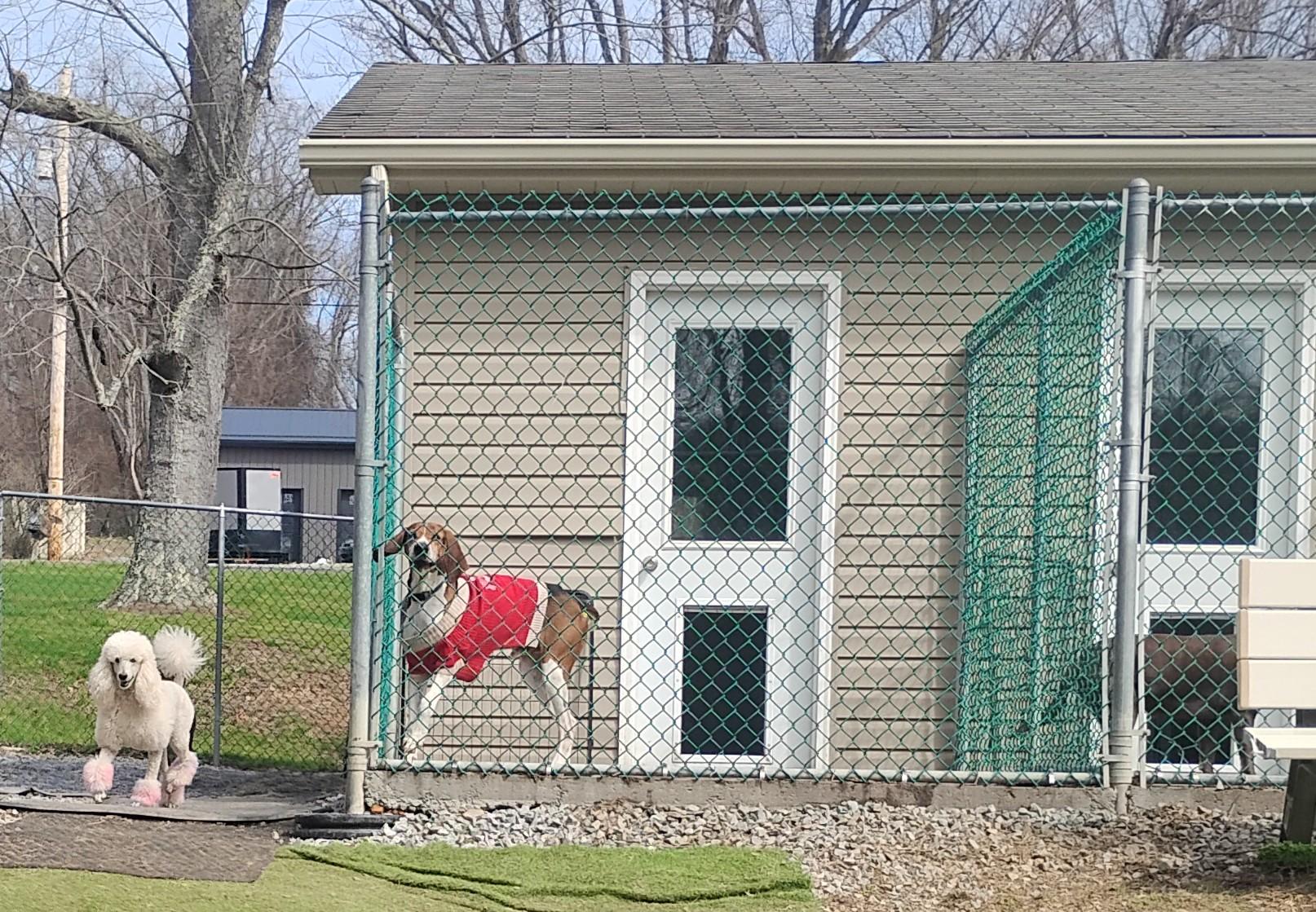 Atlas and Anakin Fur-ever Dog Rescue photo 2