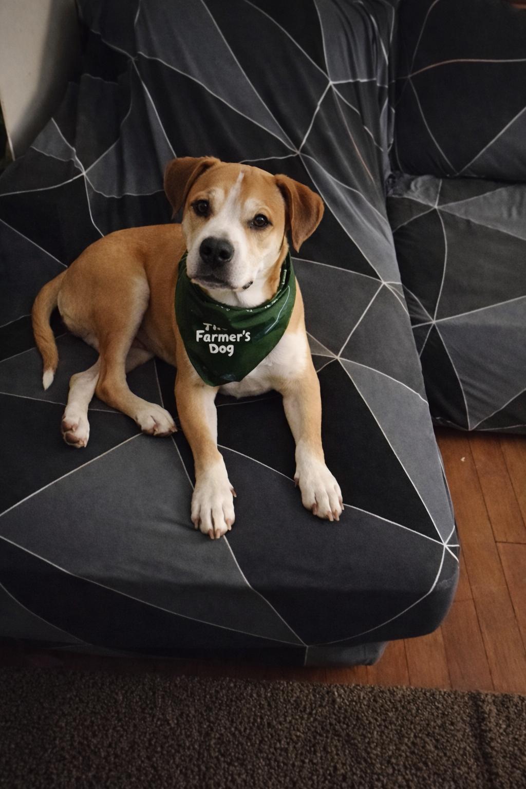 Atlas and Anakin Fur-ever Dog Rescue photo 3