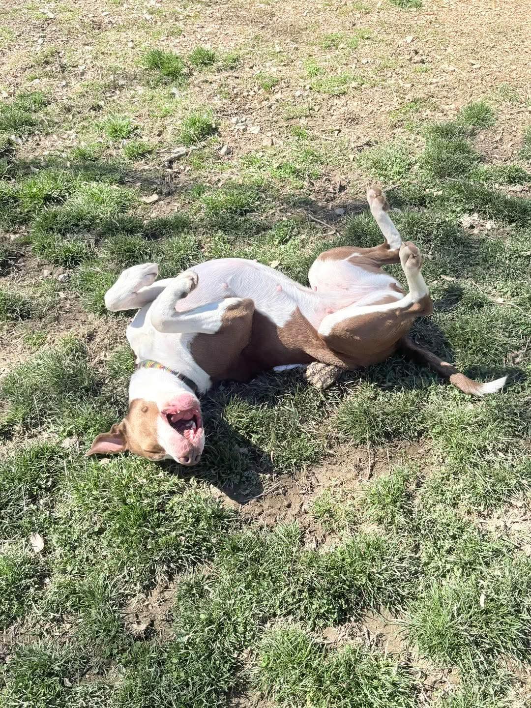 Atlas and Anakin Fur-ever Dog Rescue photo 4