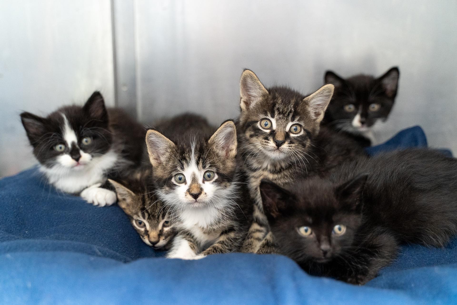 Animal Humane Society - Coon Rapids photo 1