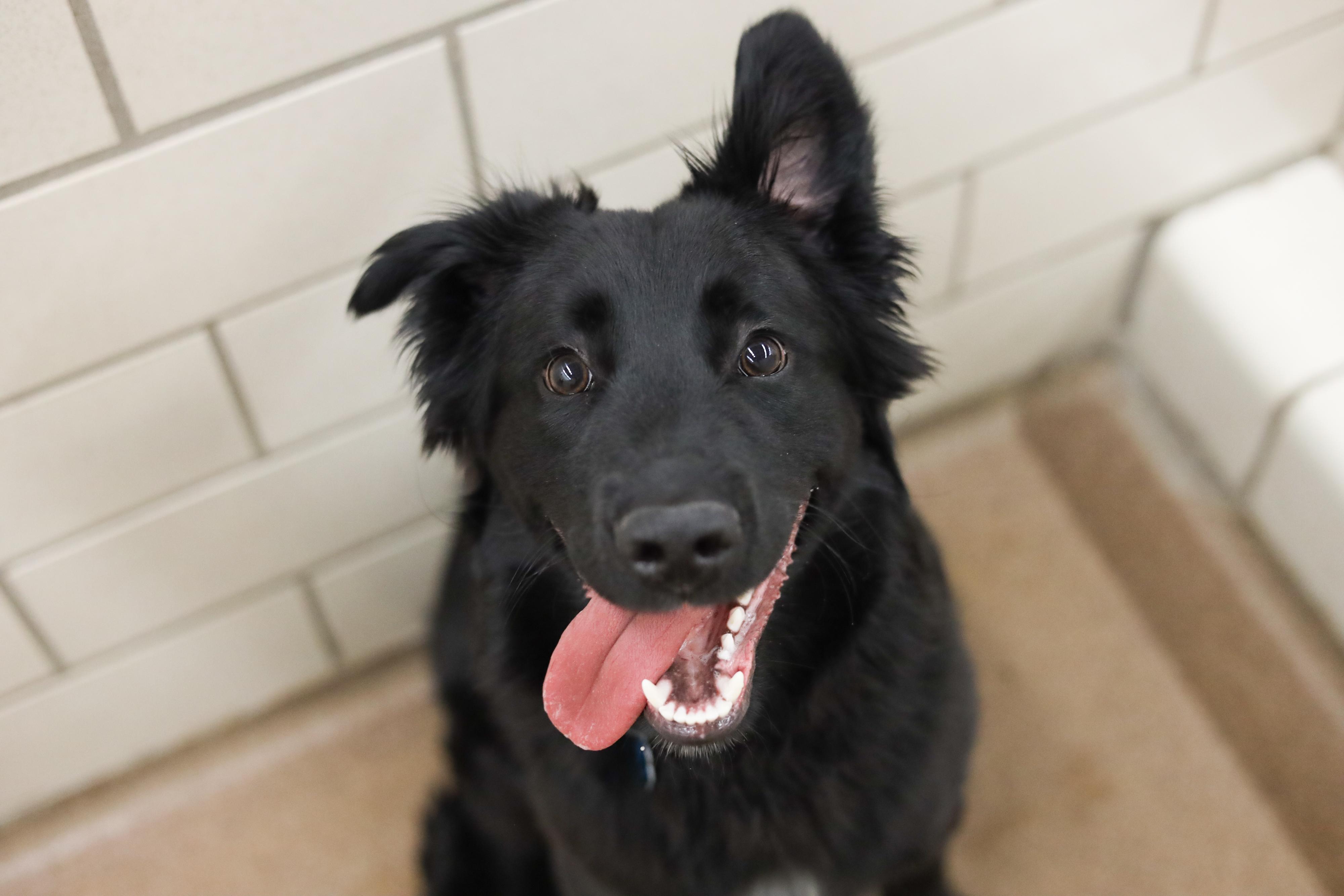Animal Humane Society - Coon Rapids photo 4
