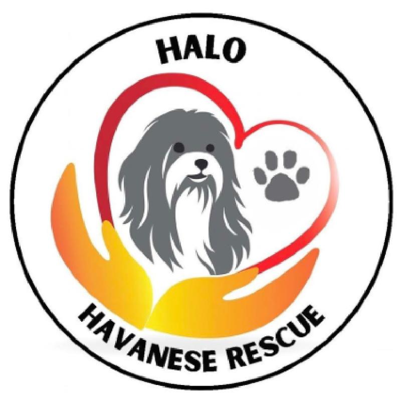 Havanese Angel League Organization
