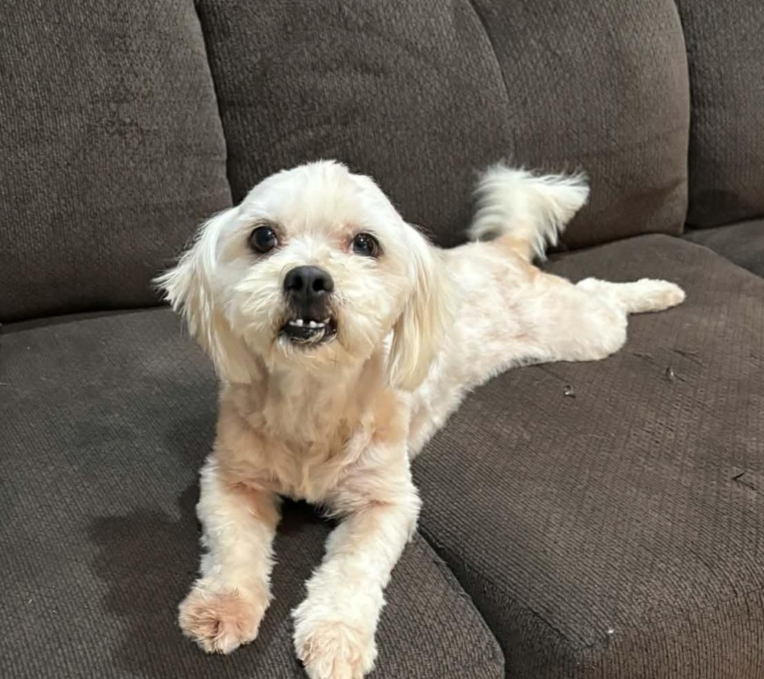 Pawsitive Impact Animal Rescue