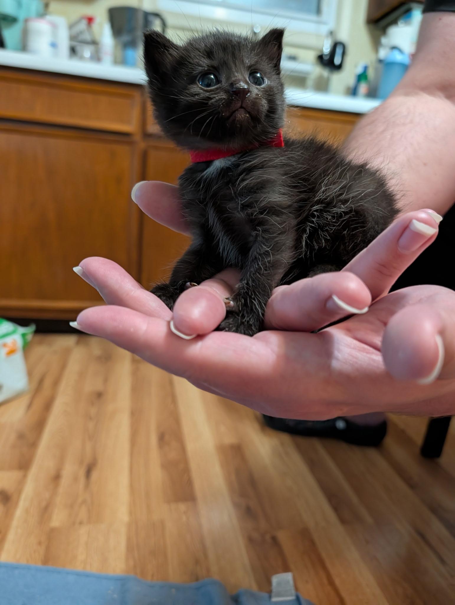 Save Our Strays, Inc