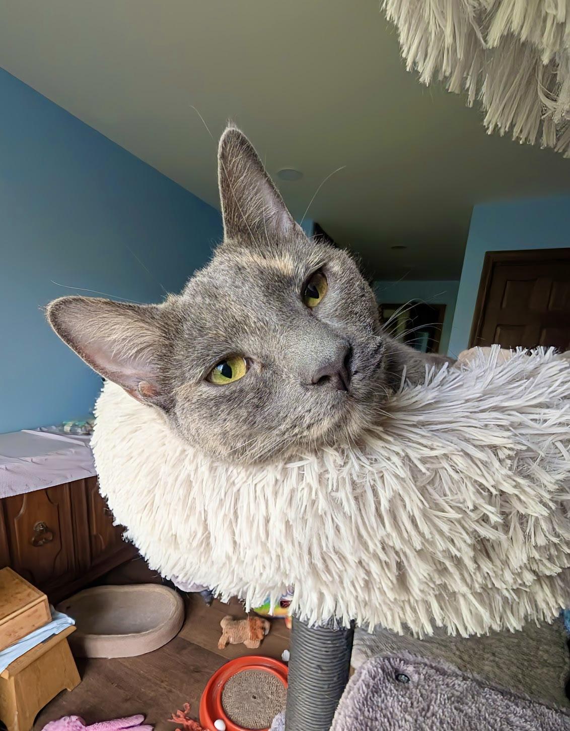 Almost Home Animal Rescue