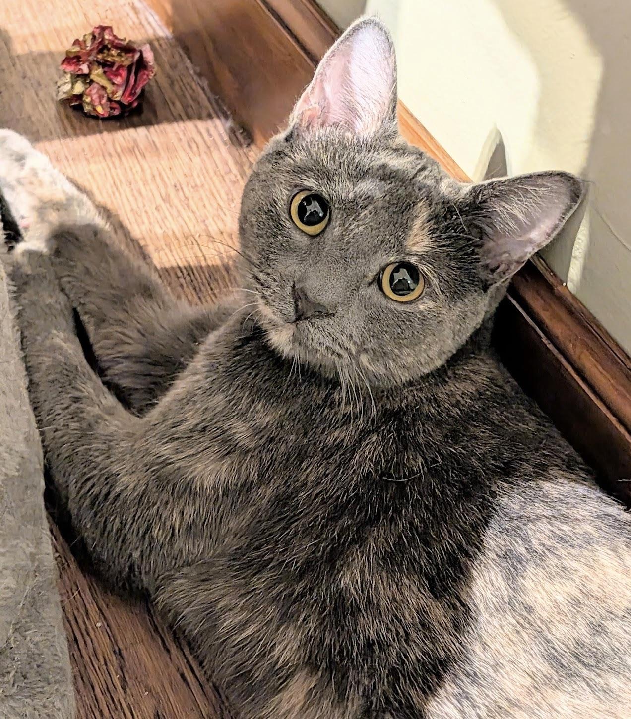 Almost Home Animal Rescue