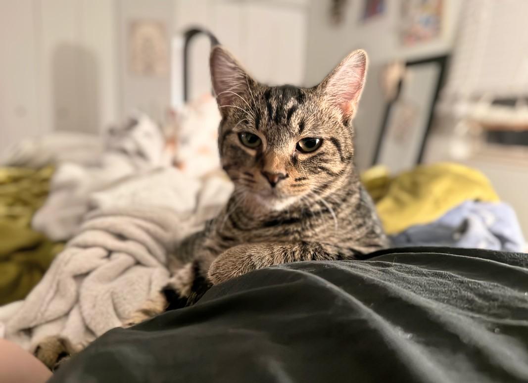 Almost Home Animal Rescue