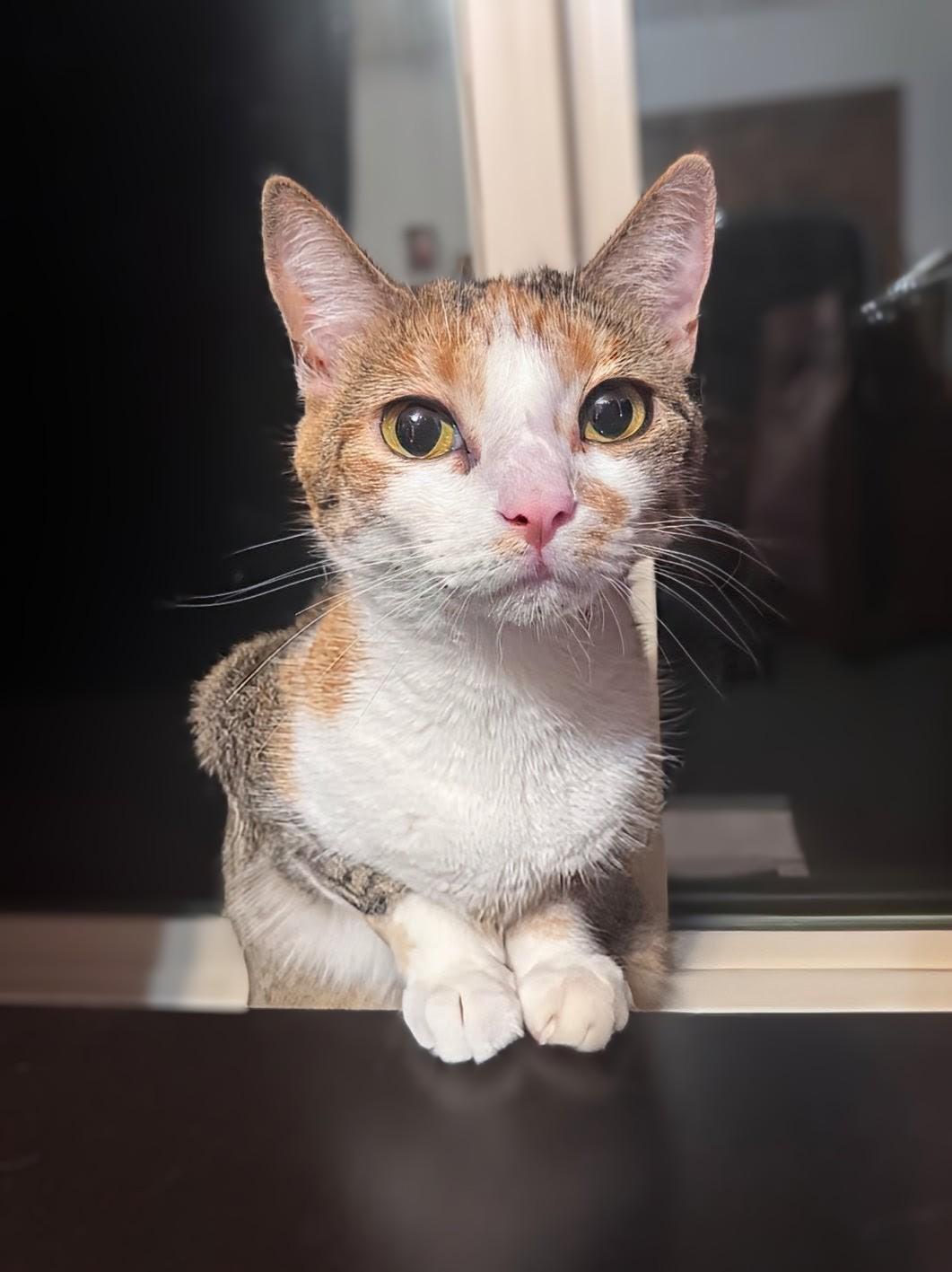 Almost Home Animal Rescue