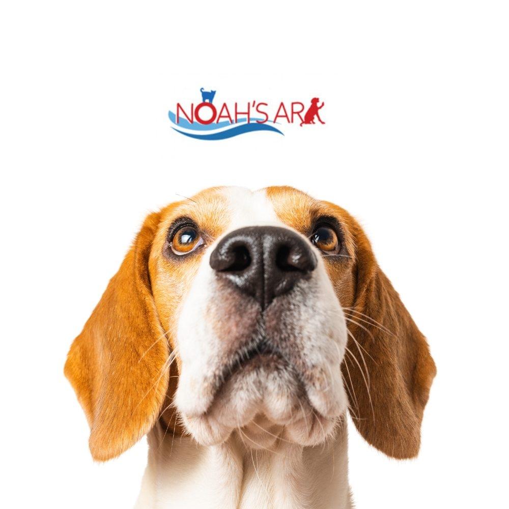 Noah's Ark Animal Shelter