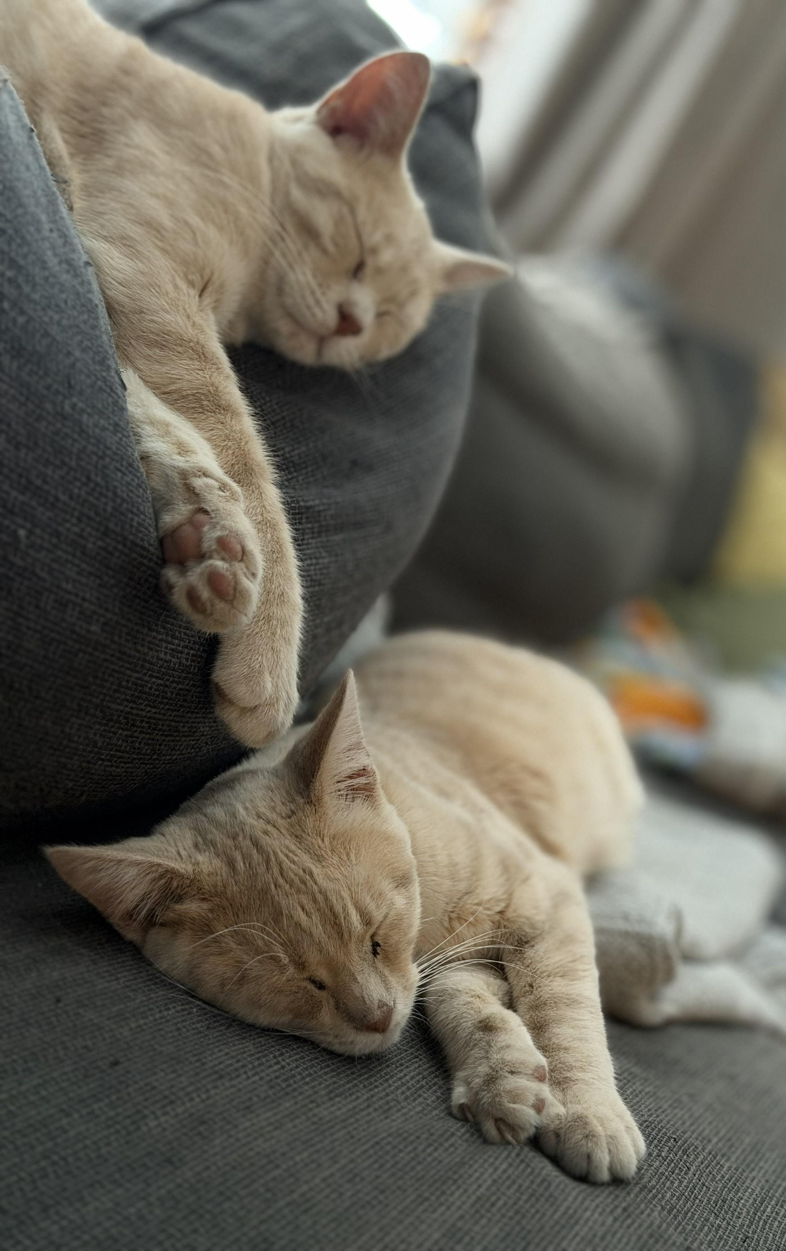 Humane Society of Wright County