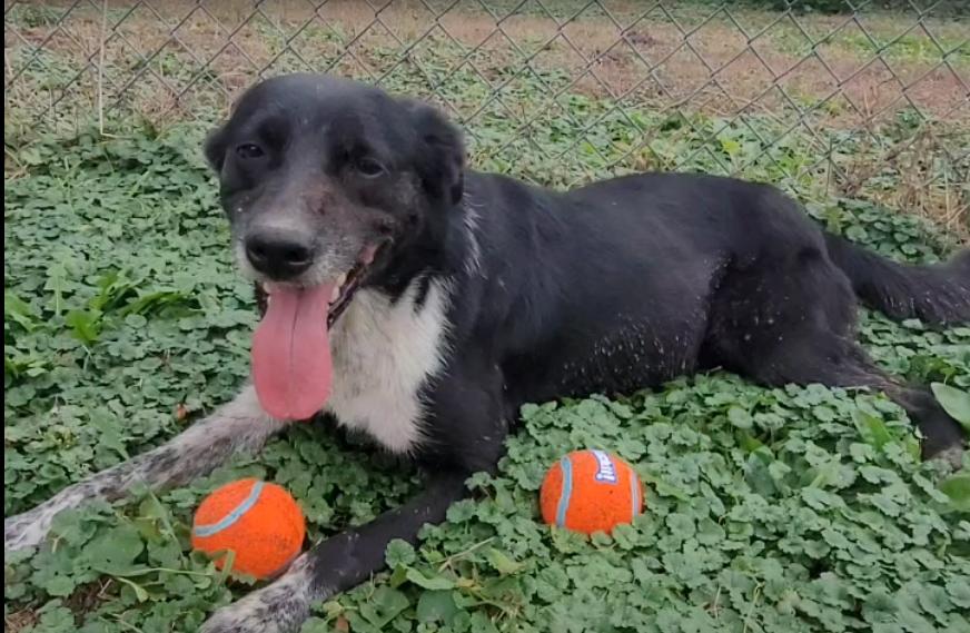 Humane Society of Wright County