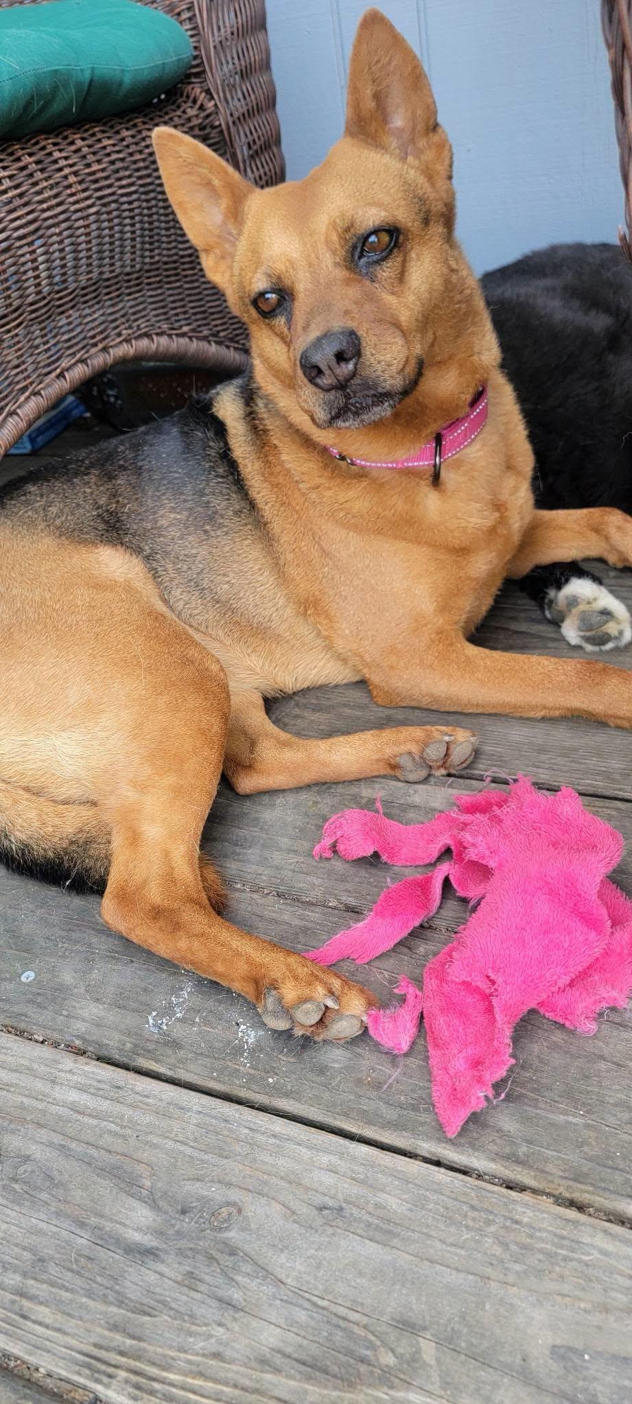 Countryside Rescue & Adoption Center photo 1