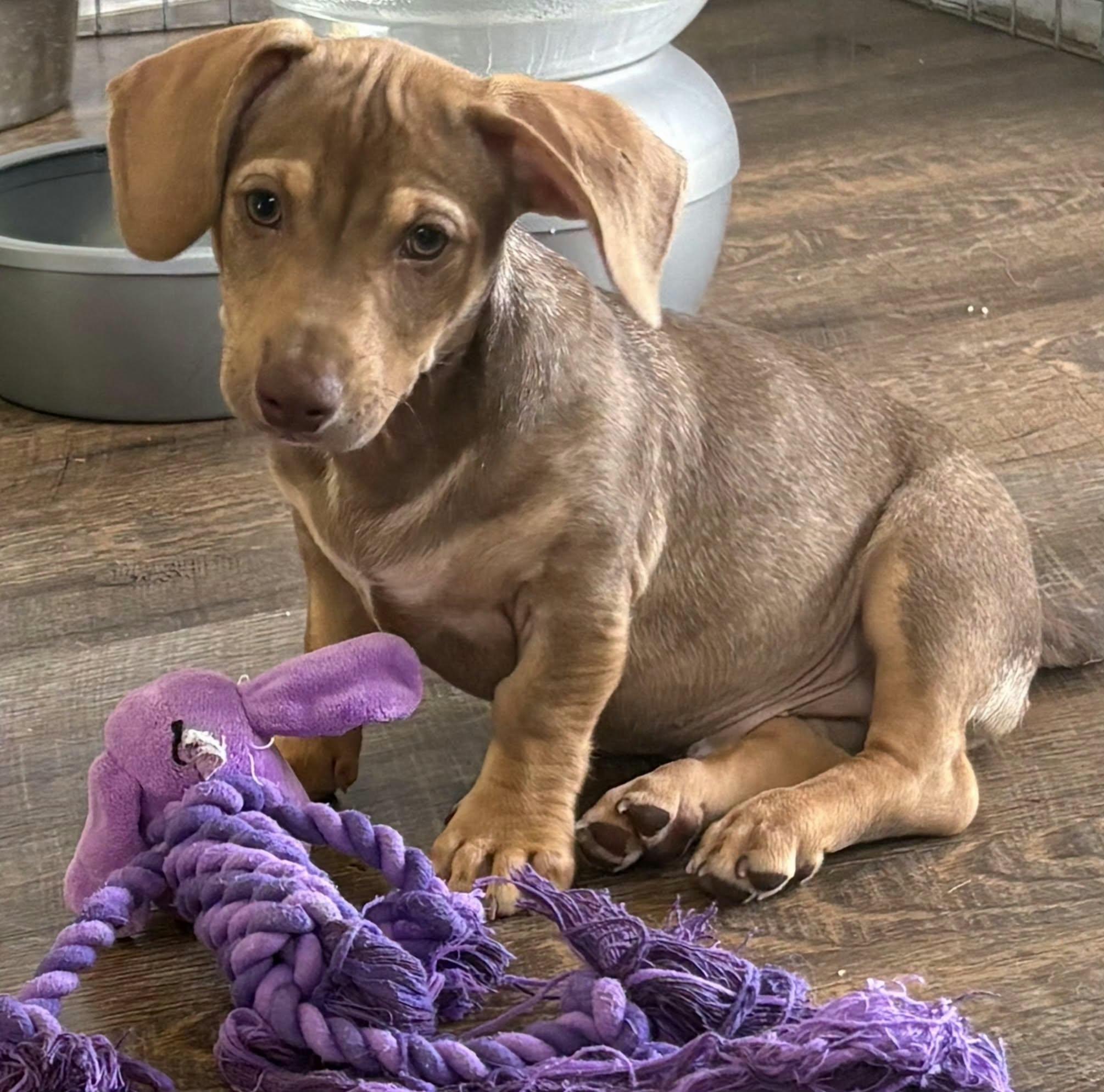 Countryside Rescue & Adoption Center photo 2