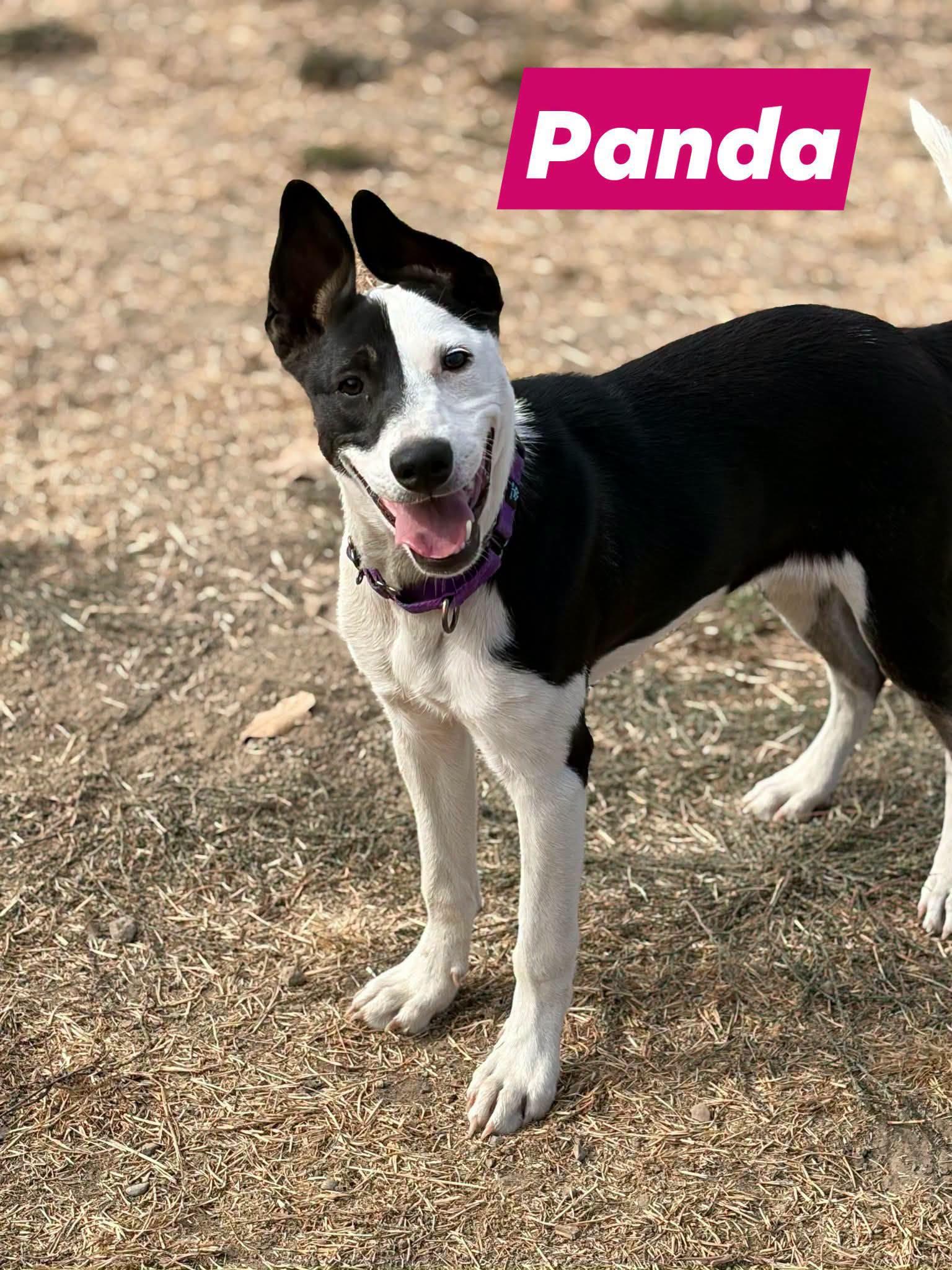 Countryside Rescue & Adoption Center photo 4