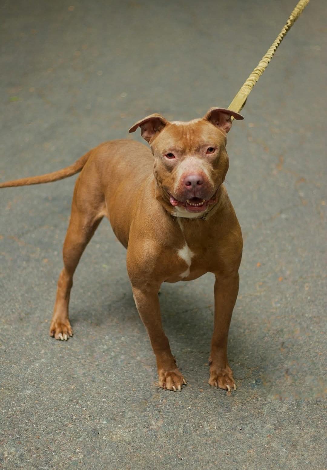 Mountain City Animal Shelter