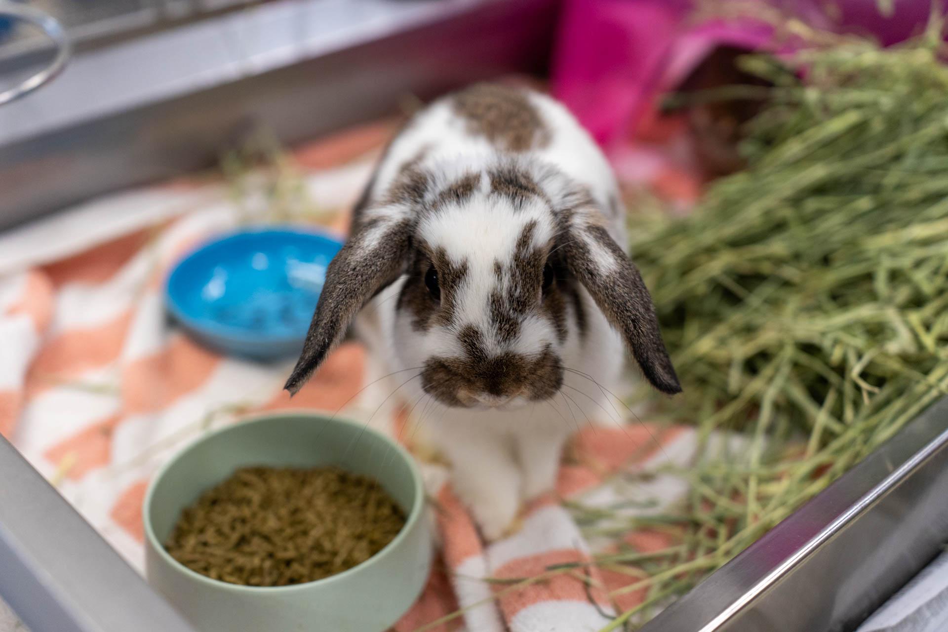 Animal Humane Society - Woodbury photo 1
