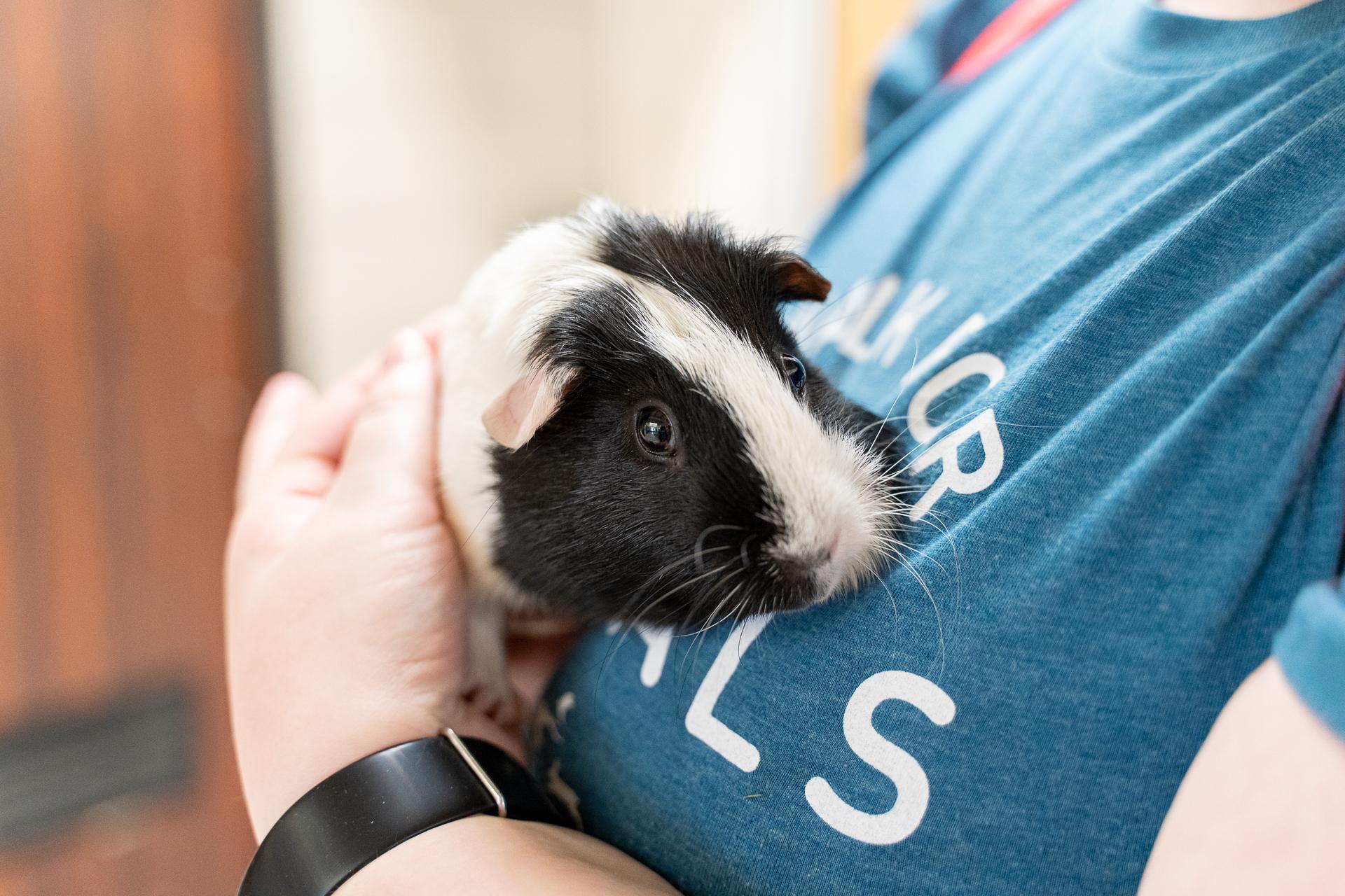 Animal Humane Society - Woodbury photo 2
