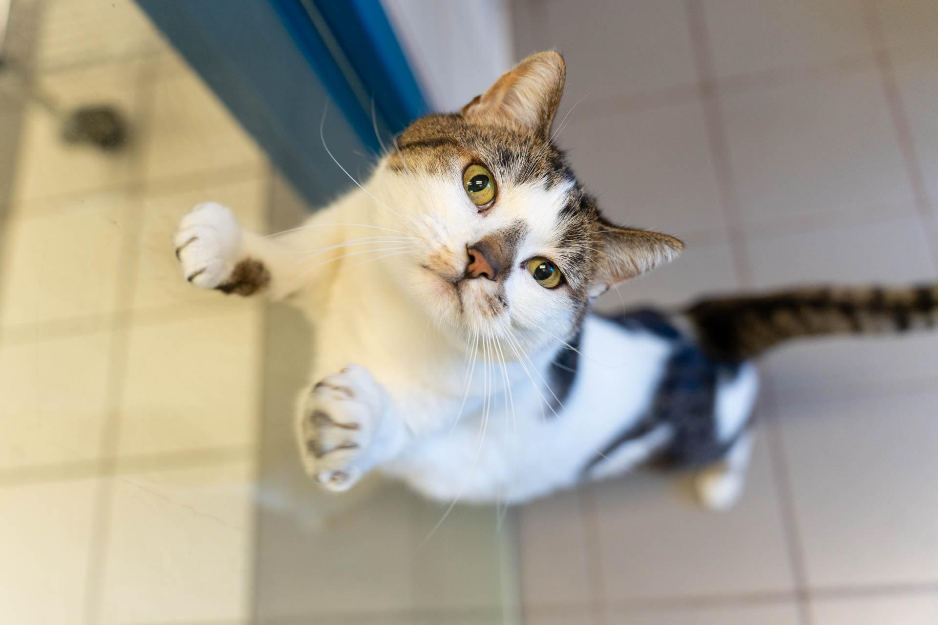 Animal Humane Society - Woodbury photo 3