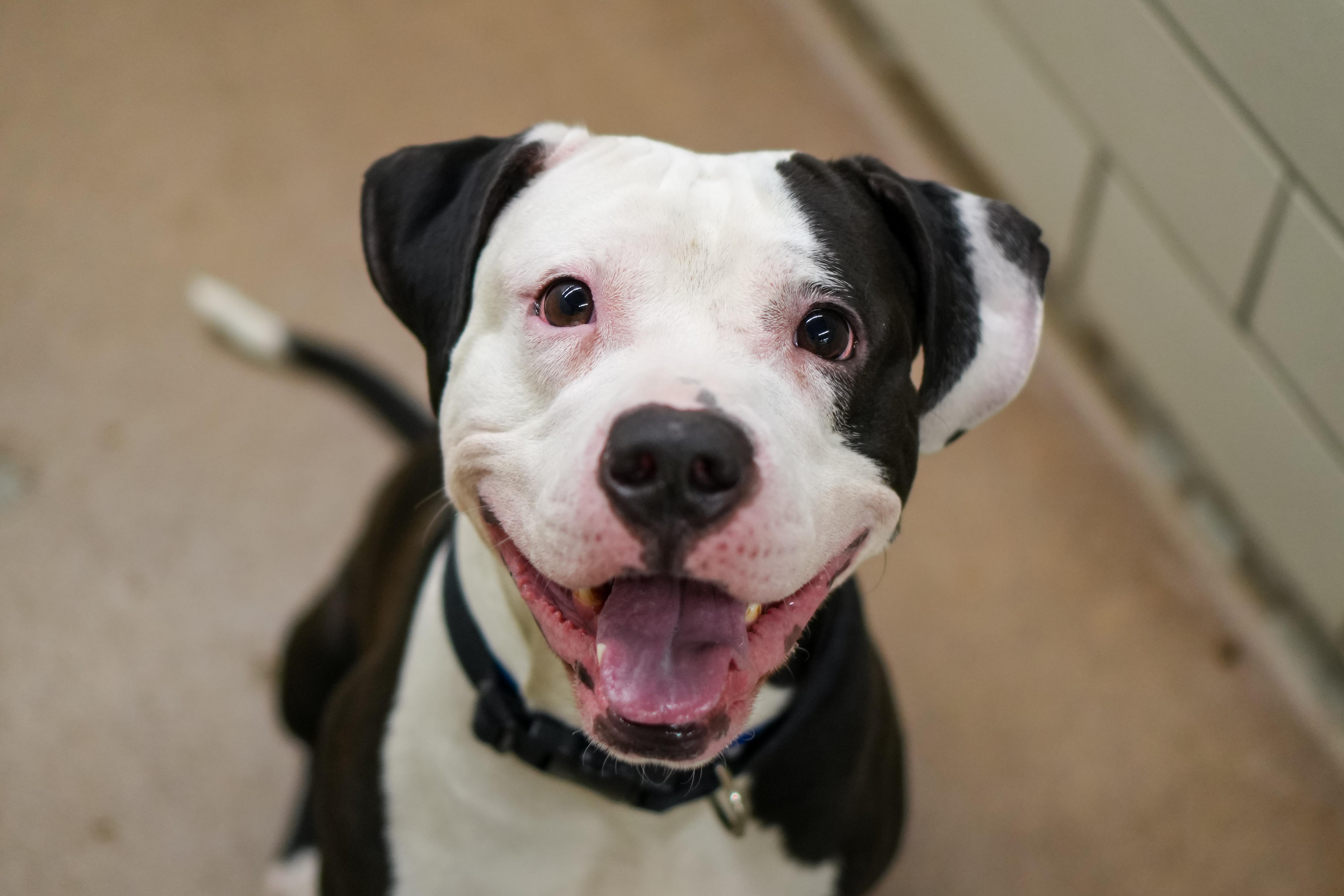 Animal Humane Society - Woodbury photo 4