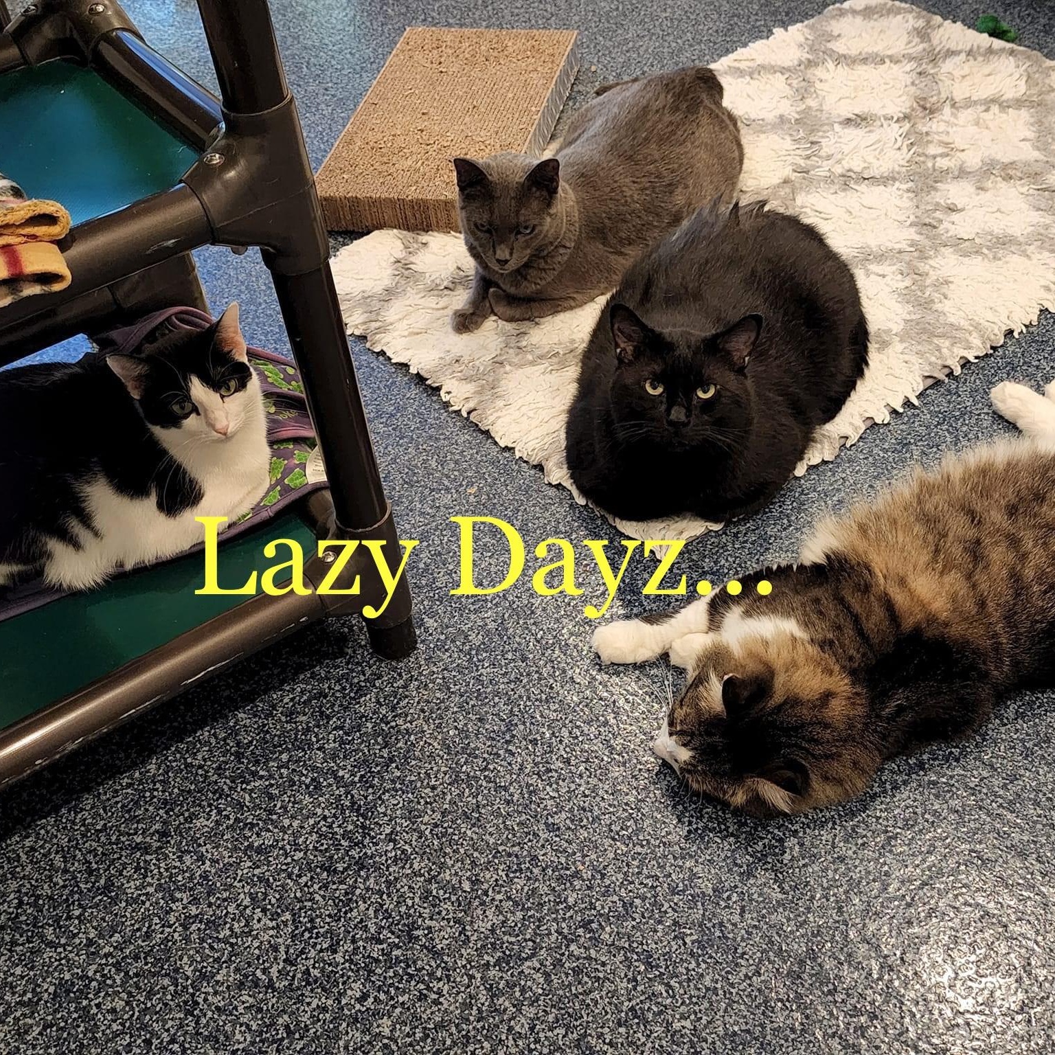 Barb's Precious Rescue and Adoption Center photo 4