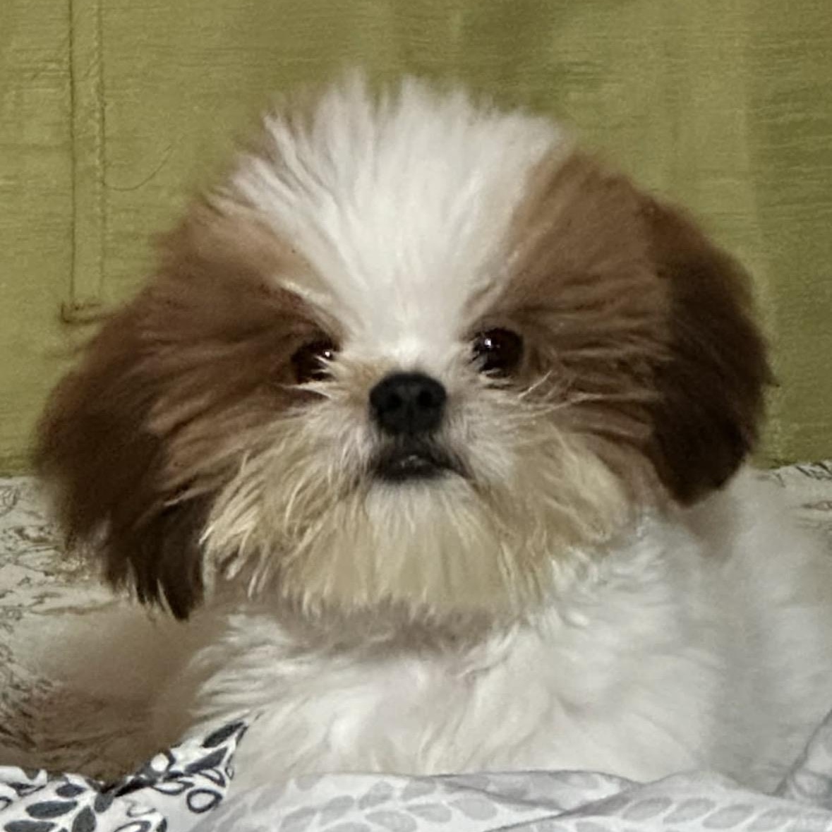 NJ333-Test Shelter-2025