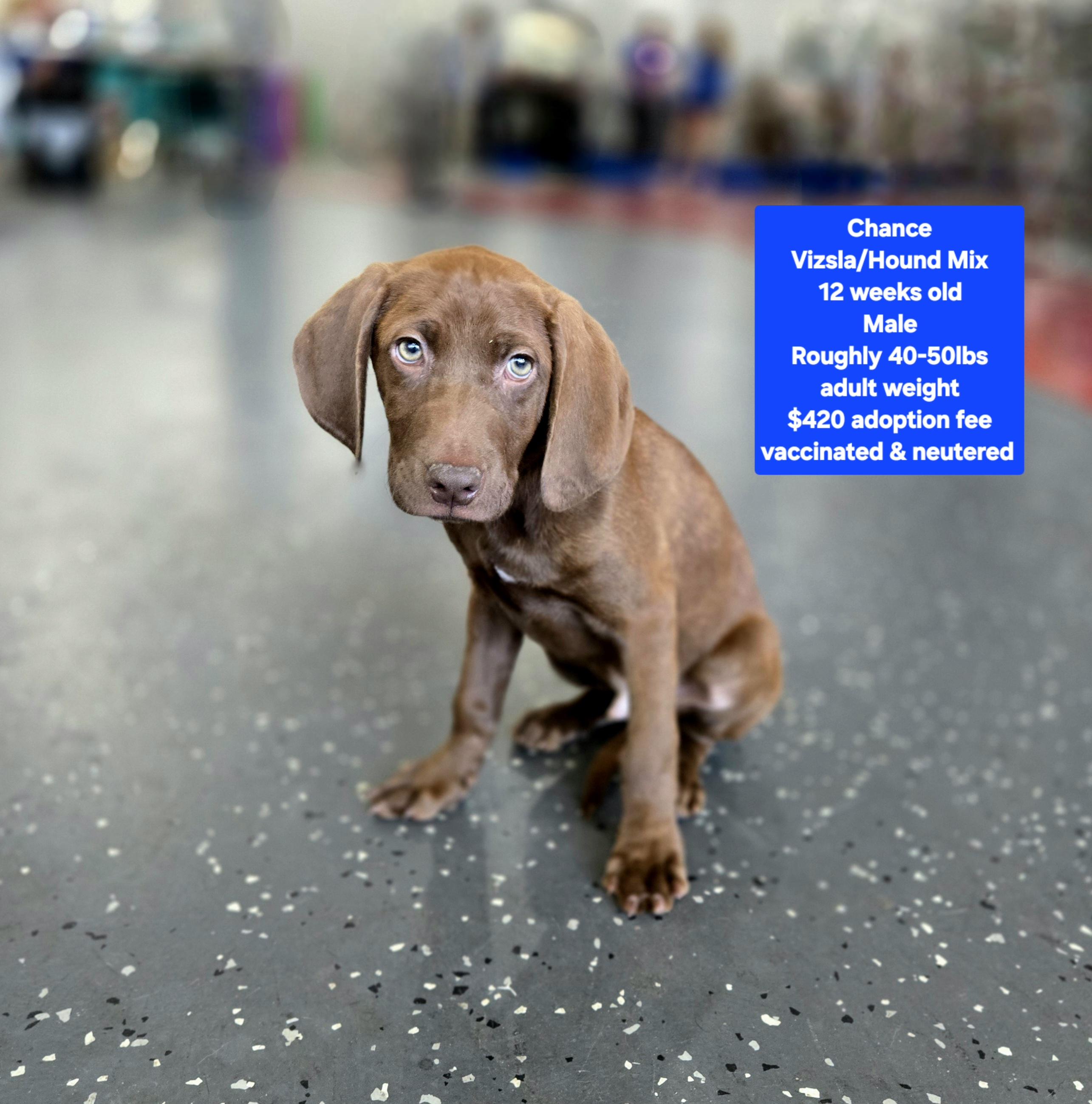 Save A Life Pet Rescue