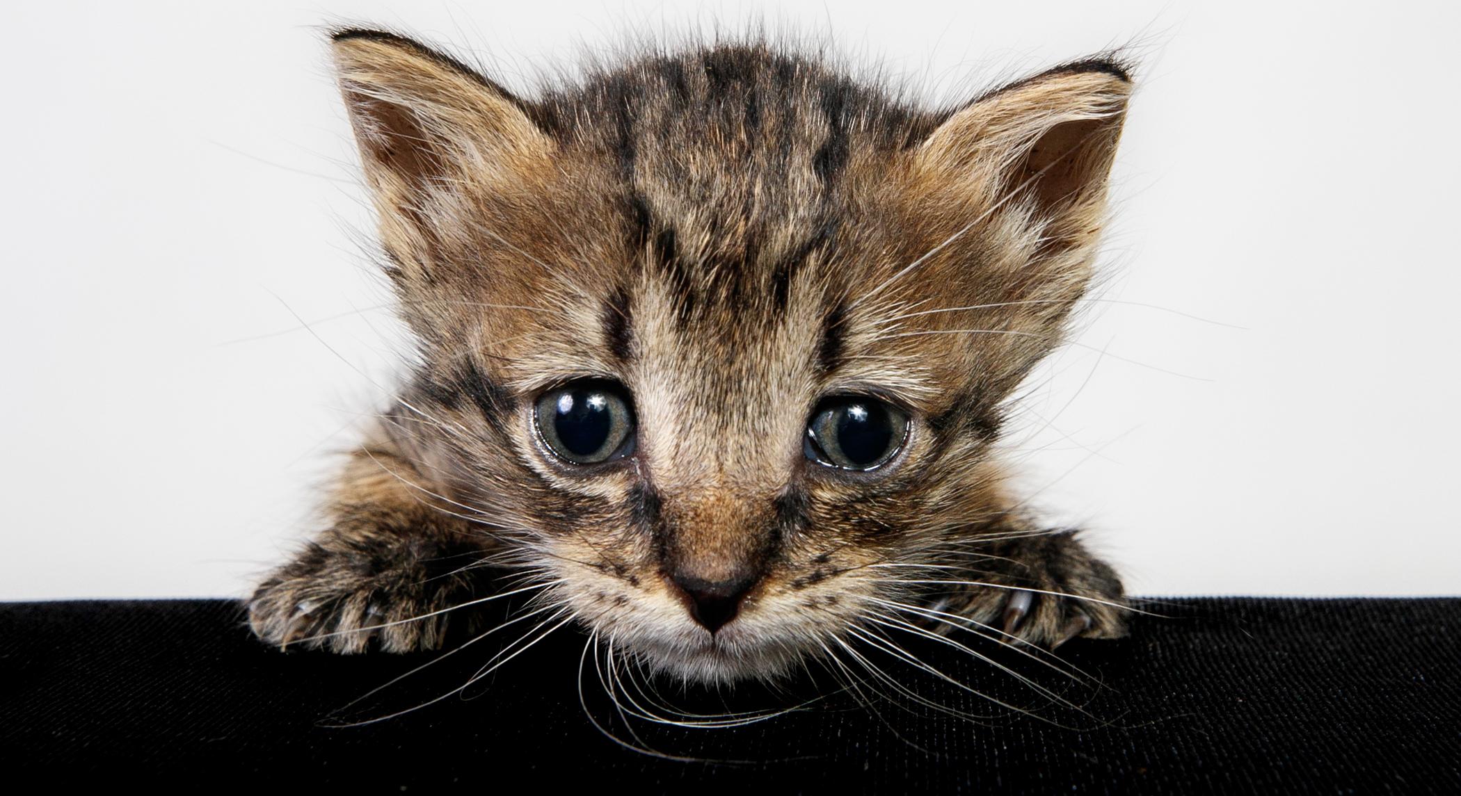 Jefferson Protection & Animal Welfare Services (JPAWS) photo 1