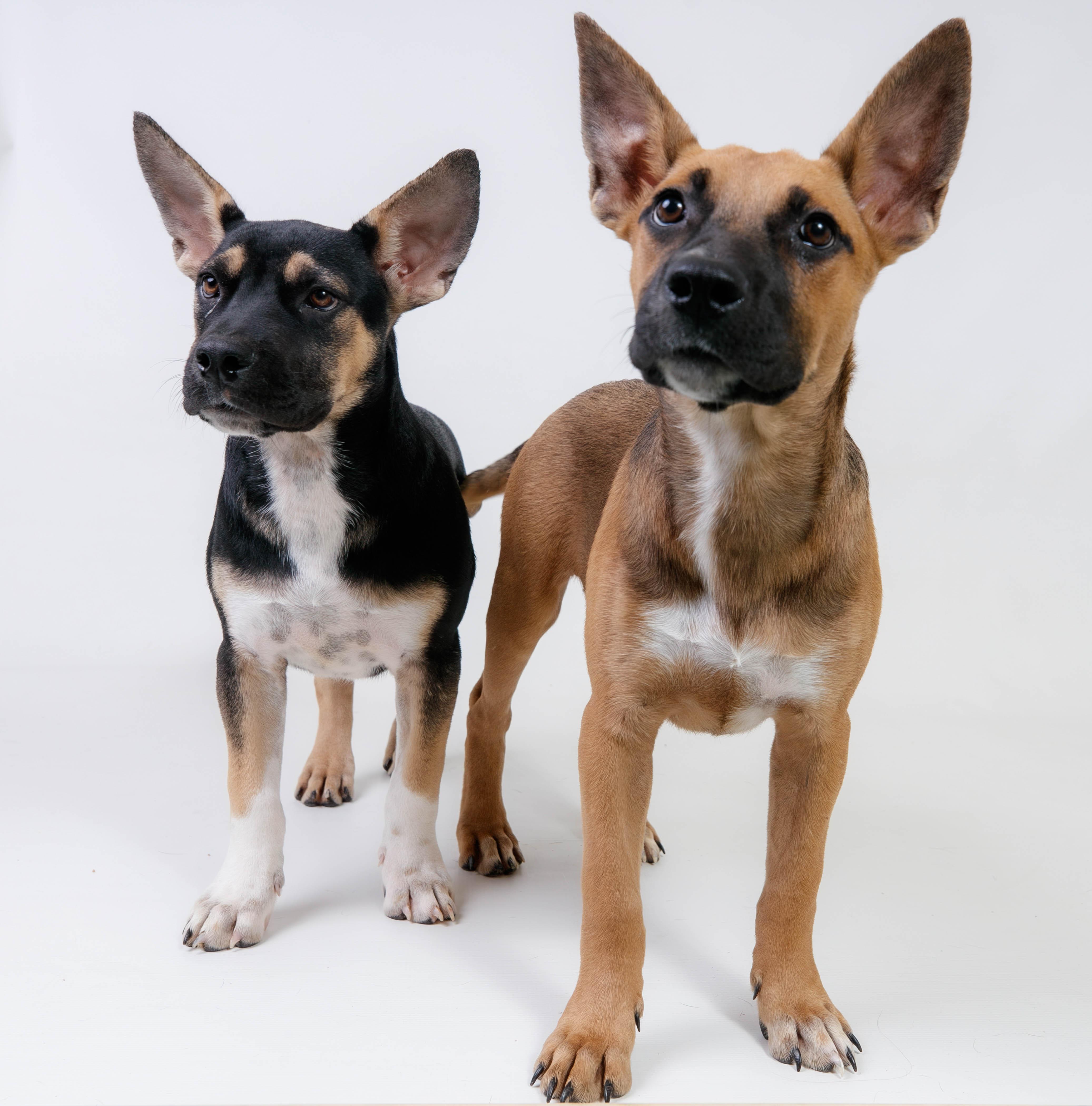 Jefferson Protection & Animal Welfare Services (JPAWS) photo 2