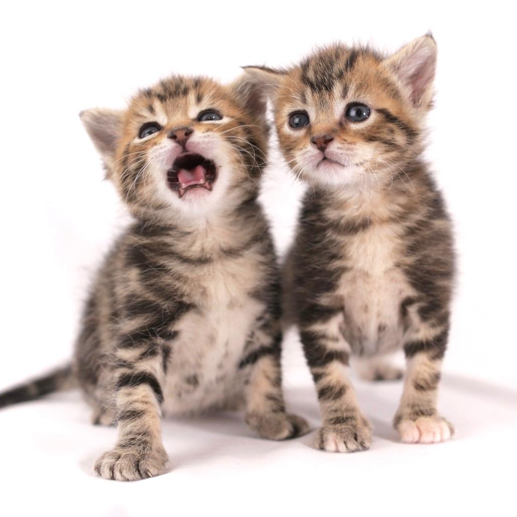 Thistle Cat Rescue & Sanctuary photo 3