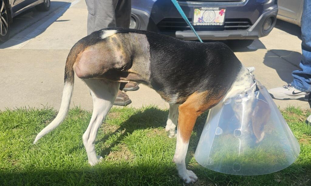 Helmstead Holler Haven Animal Rescue photo 4
