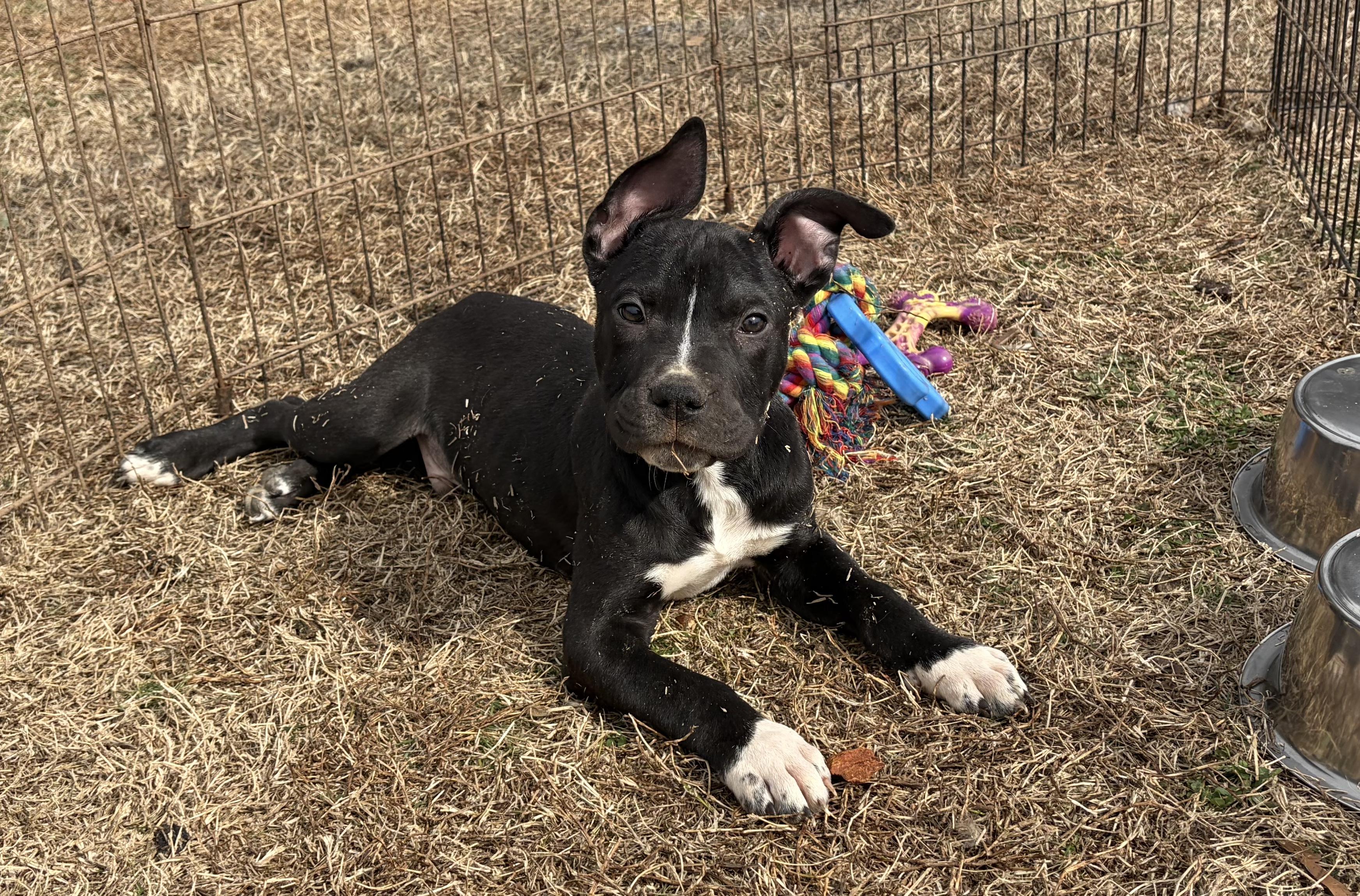 Helmstead Holler Haven Animal Rescue photo 5