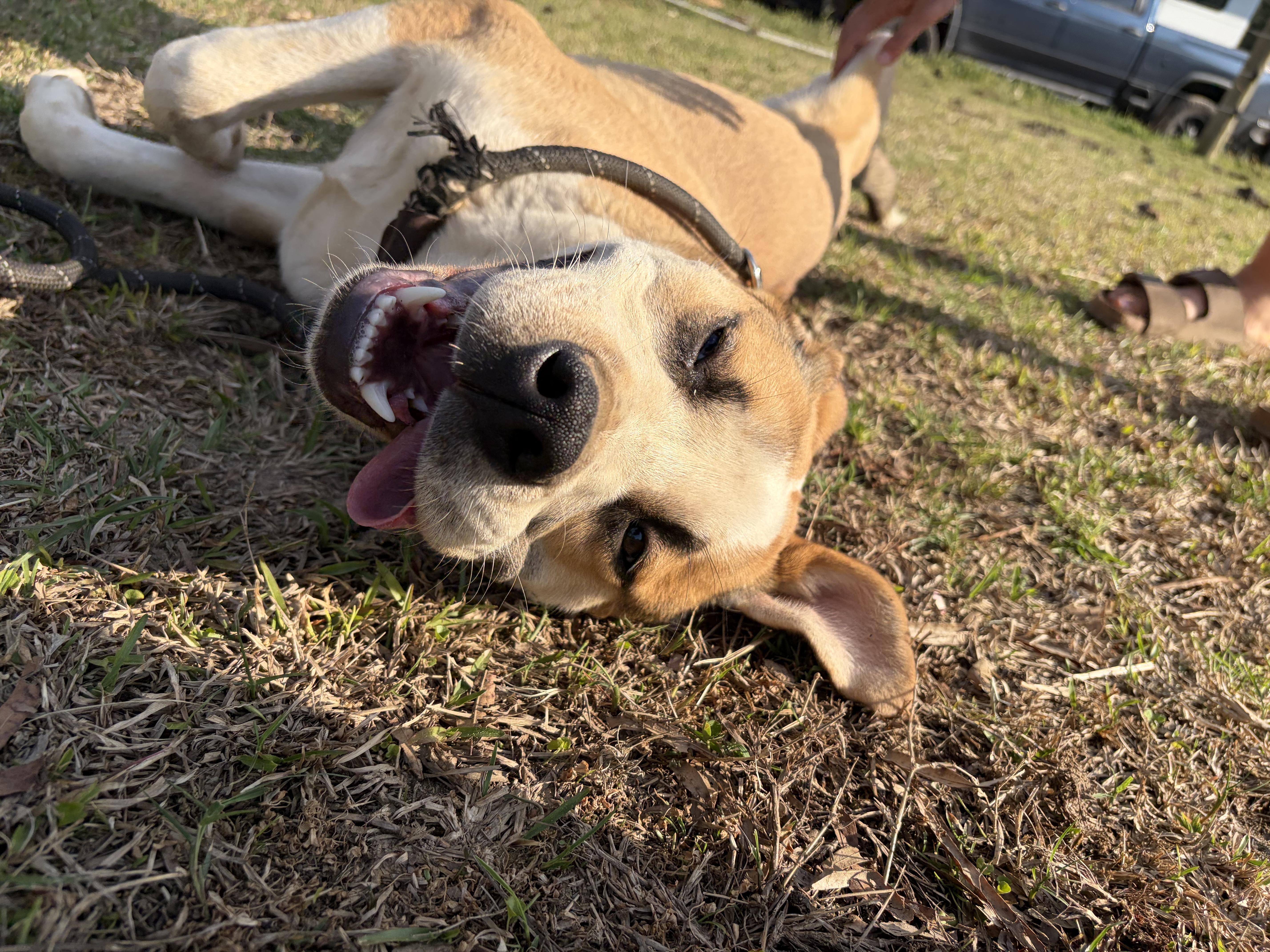 Helmstead Holler Haven Animal Rescue photo 2