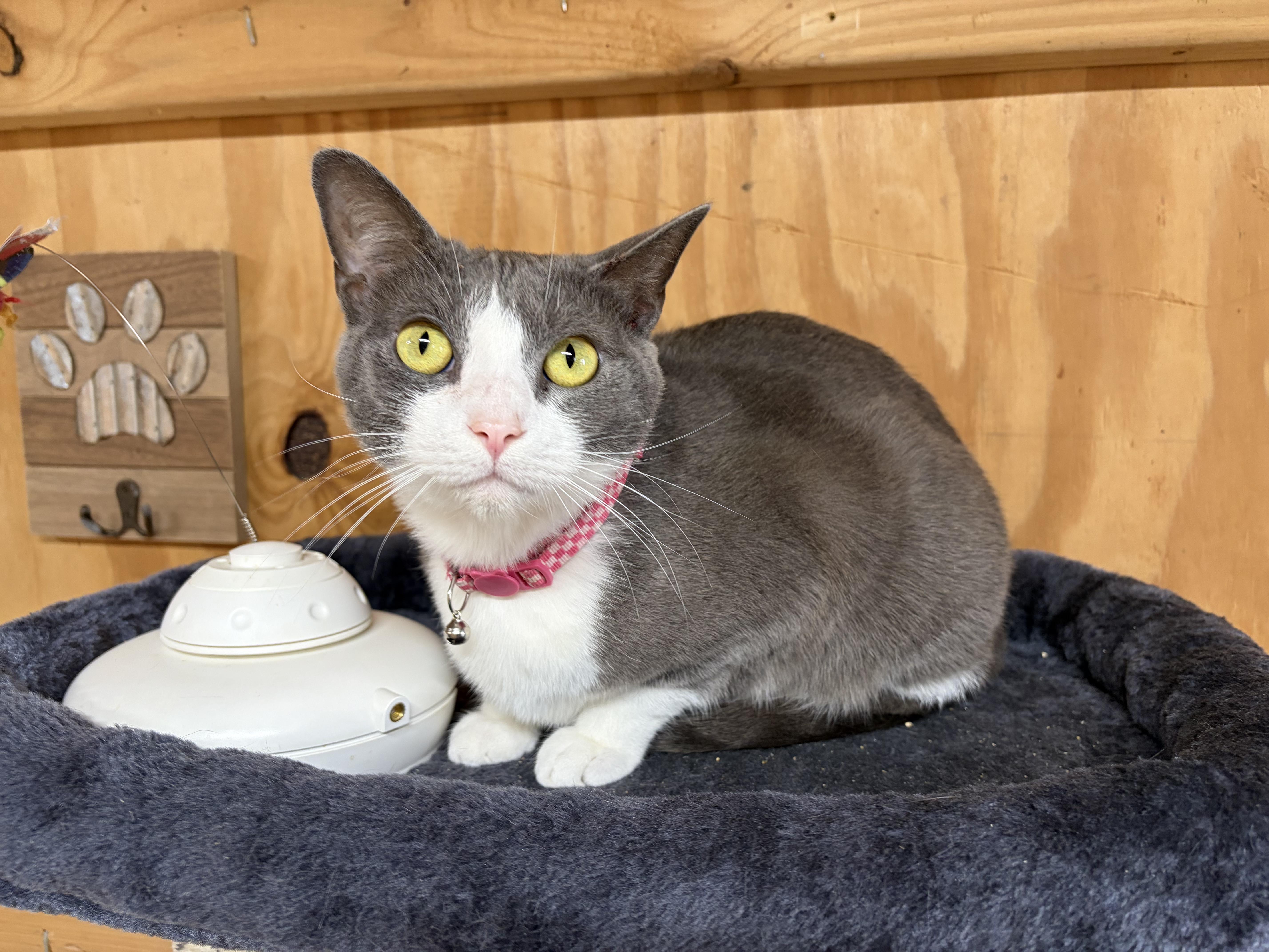 Helmstead Holler Haven Animal Rescue photo 3