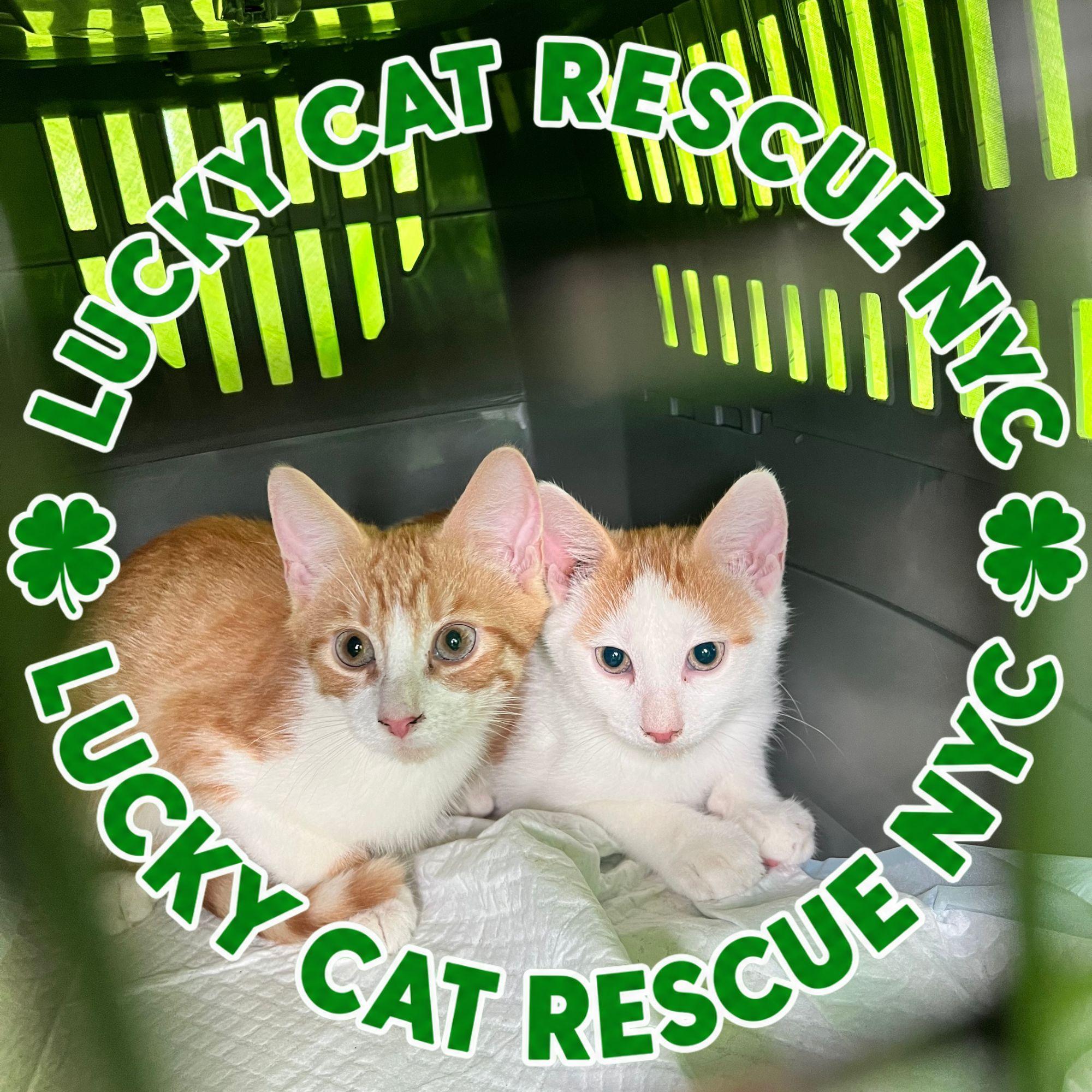 Lucky Cat Rescue NYC