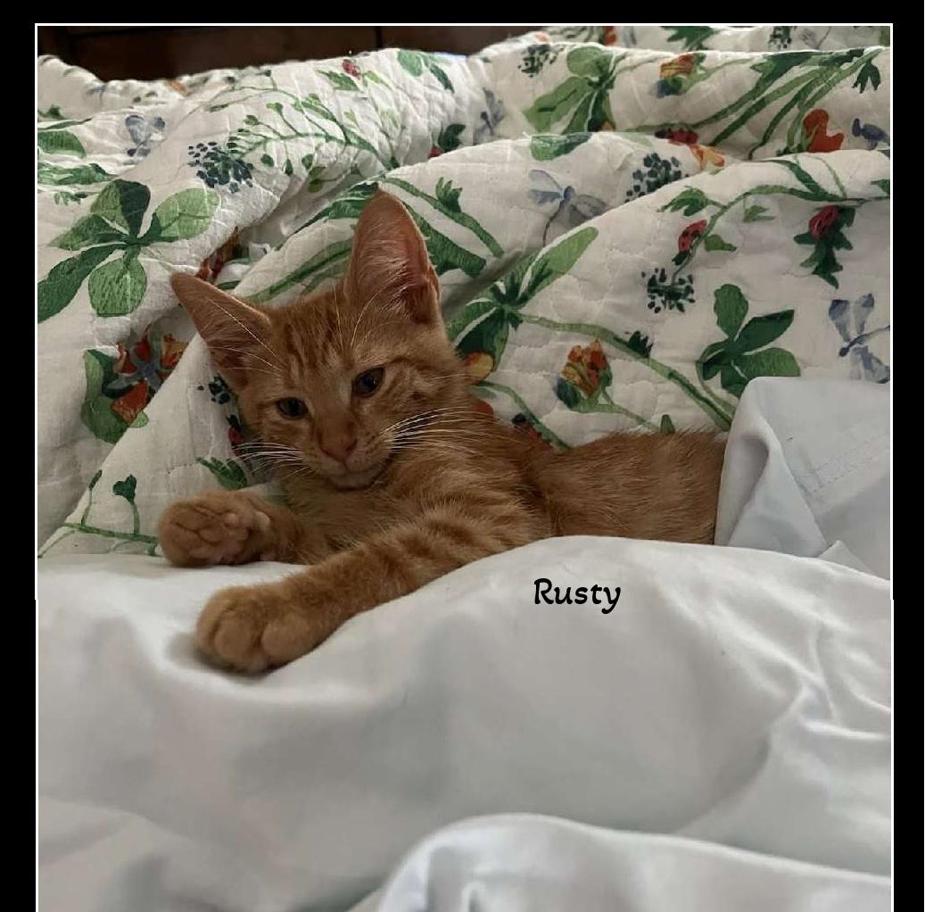 Rusty's Tales Rescue