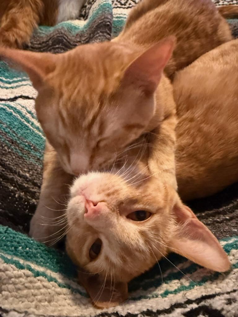 Seniors, Kittens and Shy Cats Rescue